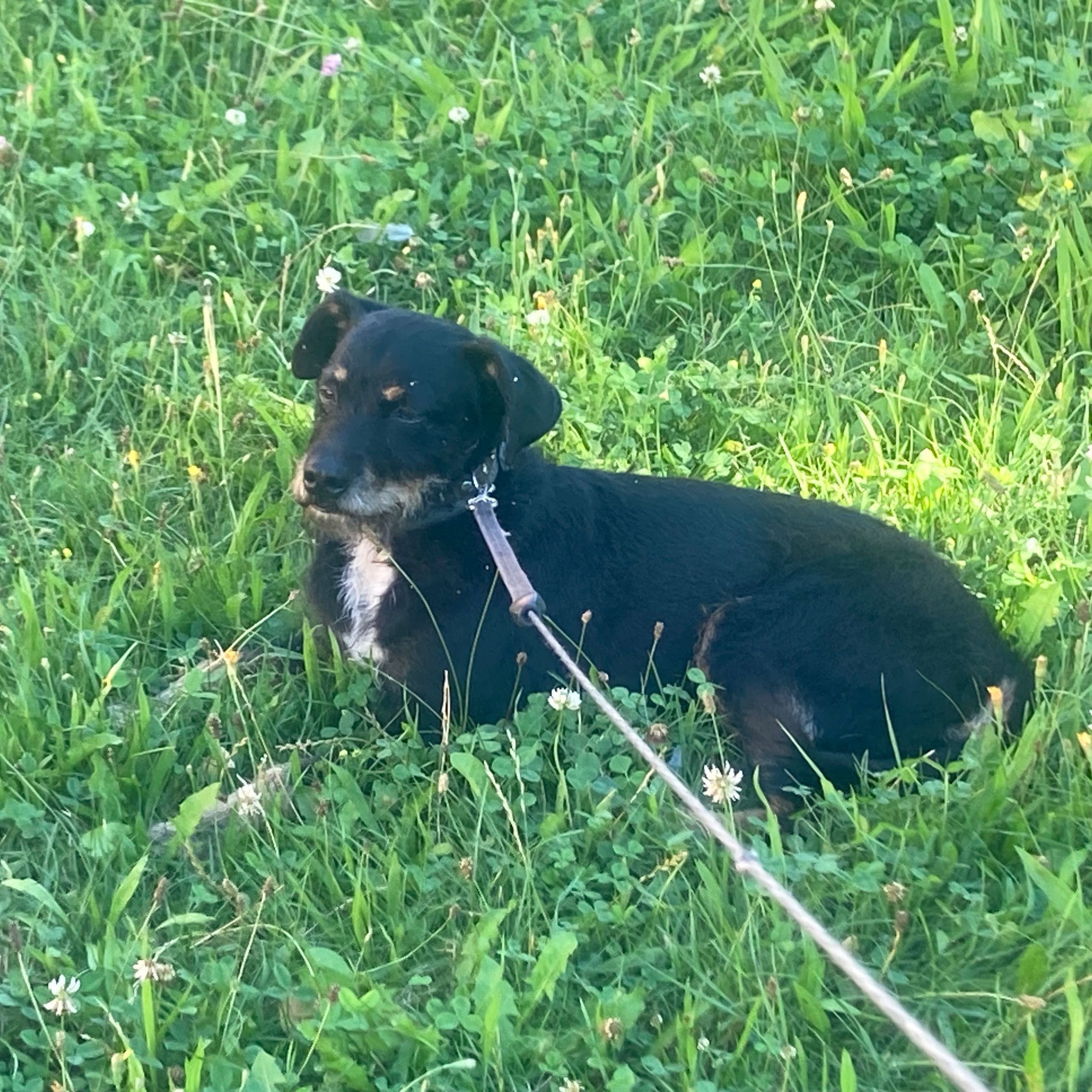 Soutěžní fotografie - Ben,  Ostatní