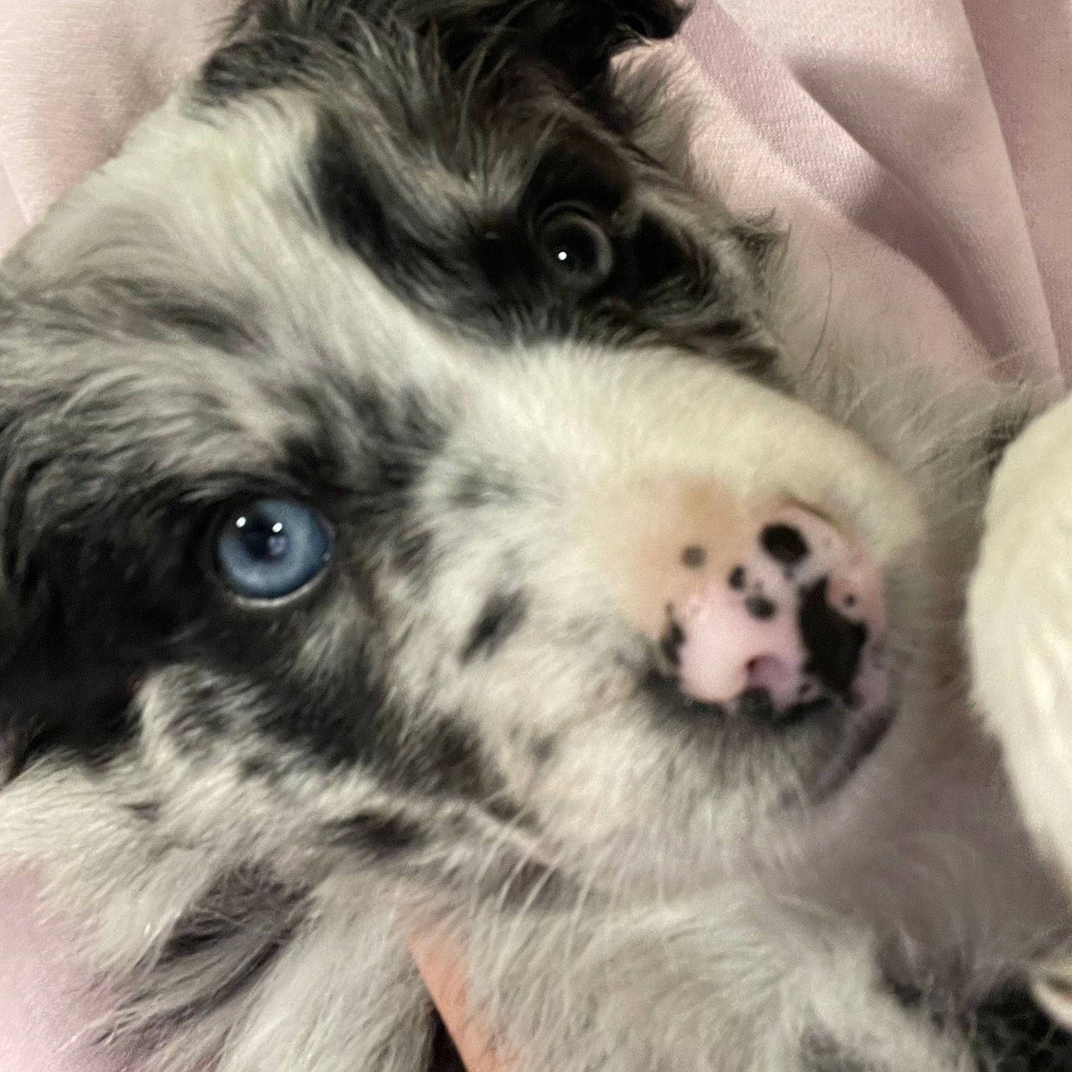 Soutěžní fotografie - Dixie,  Border kolie