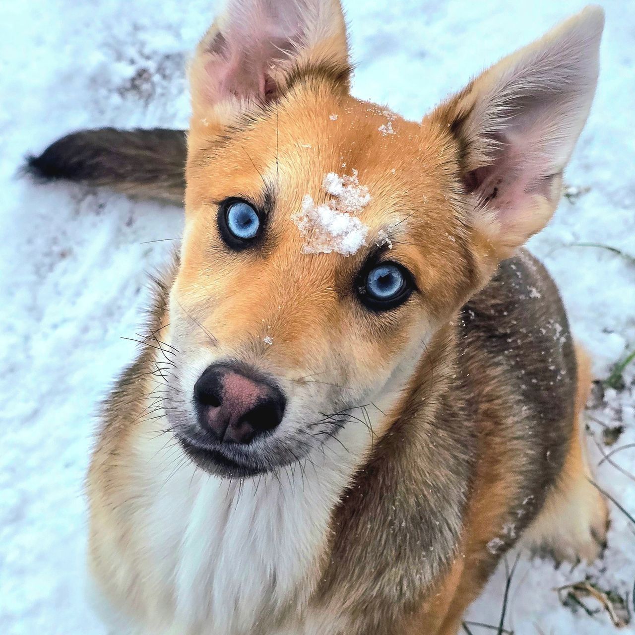 Soutěžní fotografie - Shani the Dancing Queen,  Ostatní