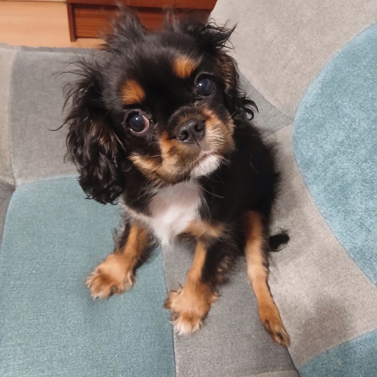 Soutěžní fotografie - Bea Annabel,  Kavalír King Charles španěl