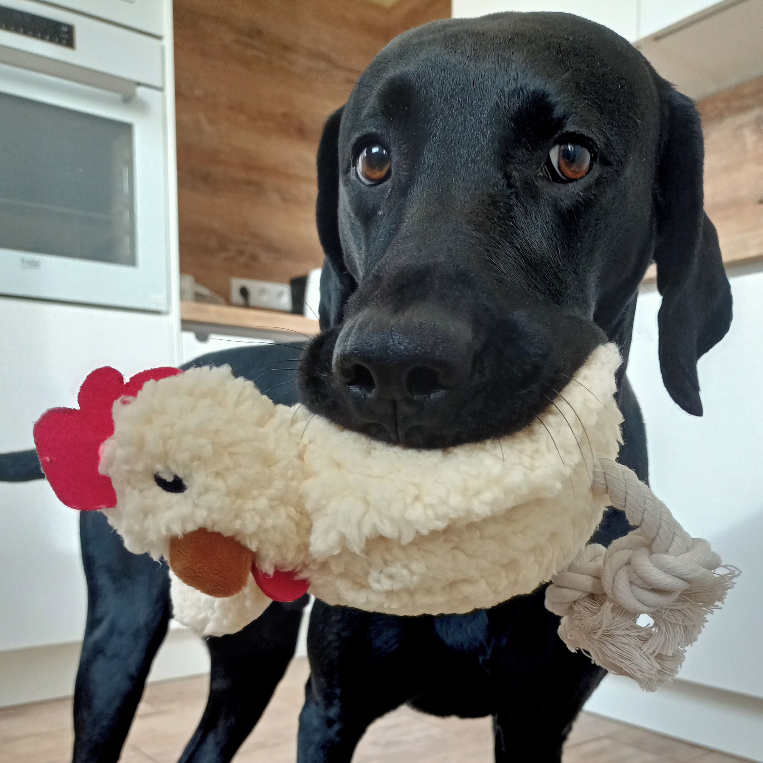 Soutěžní fotografie - Joey,  Ostatní