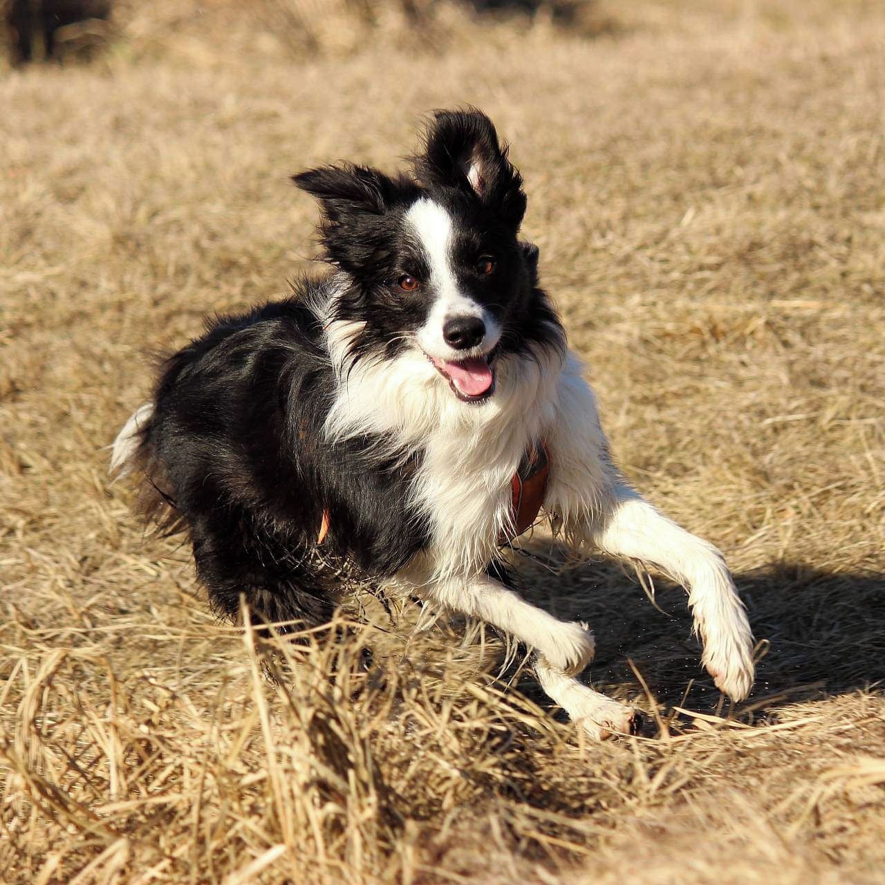 Soutěžní fotografie - Ellie,  Border kolie