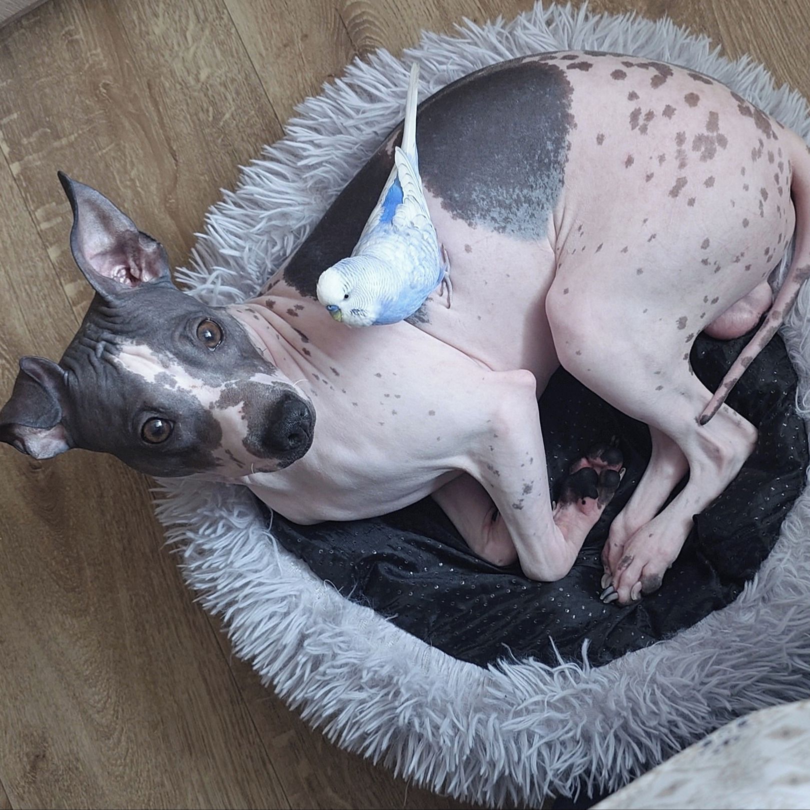 Soutěžní fotografie - Archie,  Americký bezsrstý terier