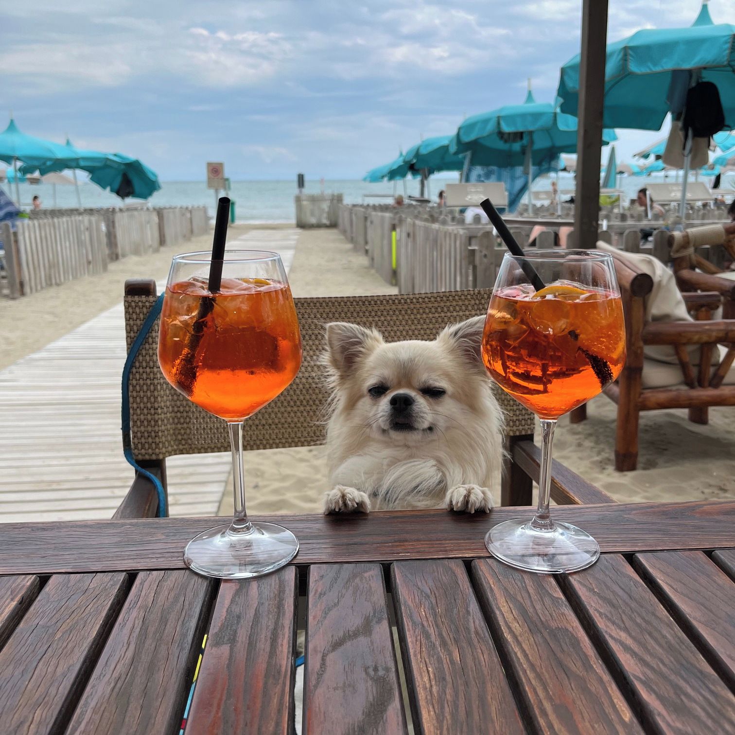 Soutěžní fotografie - Indiana Jones,  Čivava