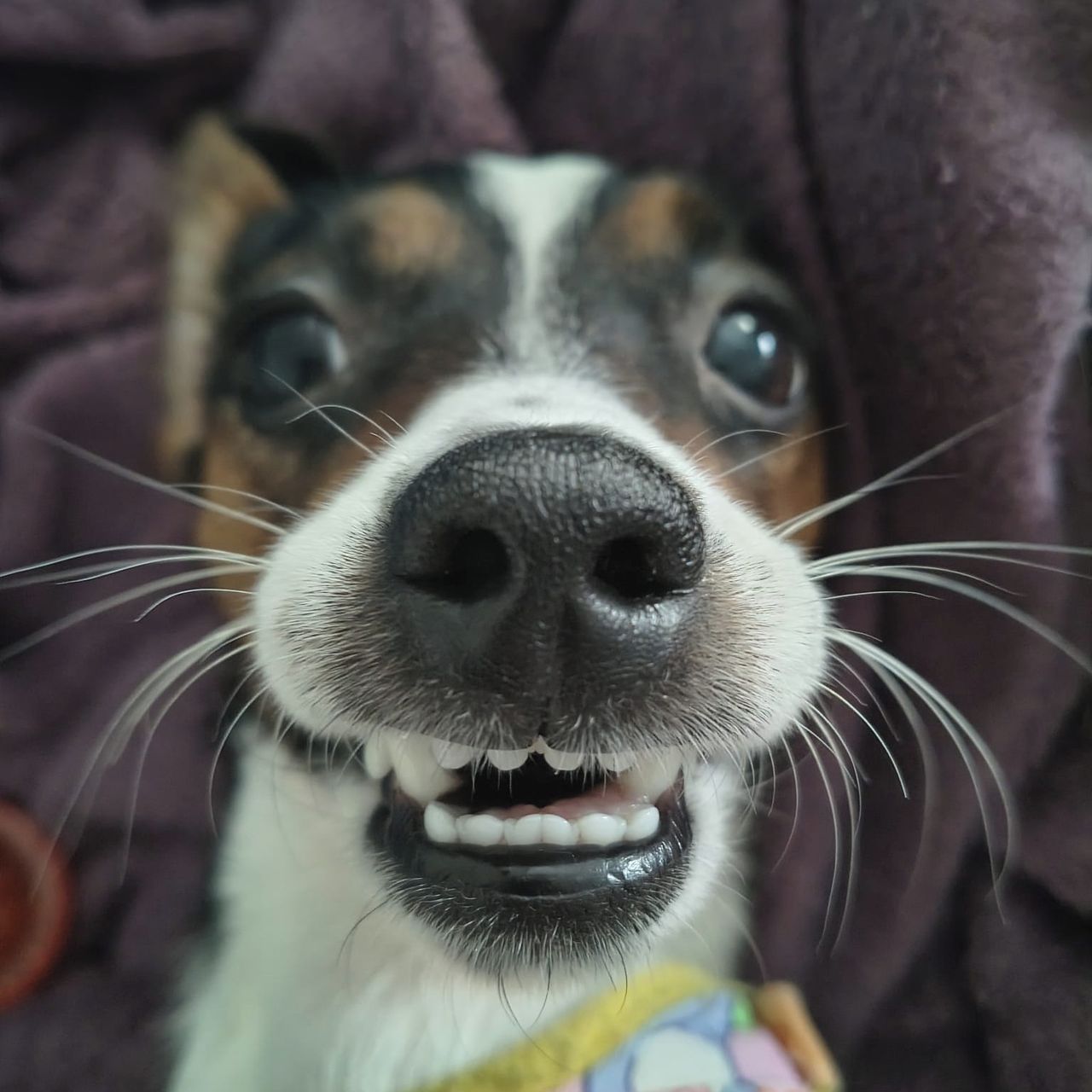 Soutěžní fotografie - Mia,  Jack Russell Teriér