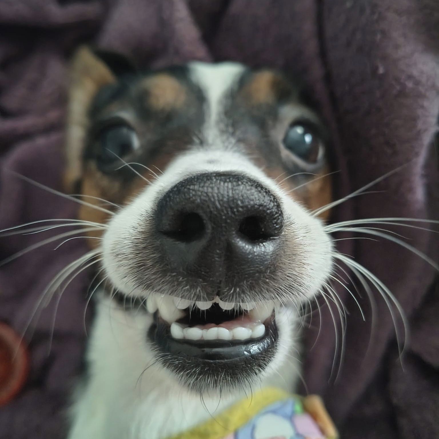 Soutěžní fotografie - Mia,  Jack Russell Teriér