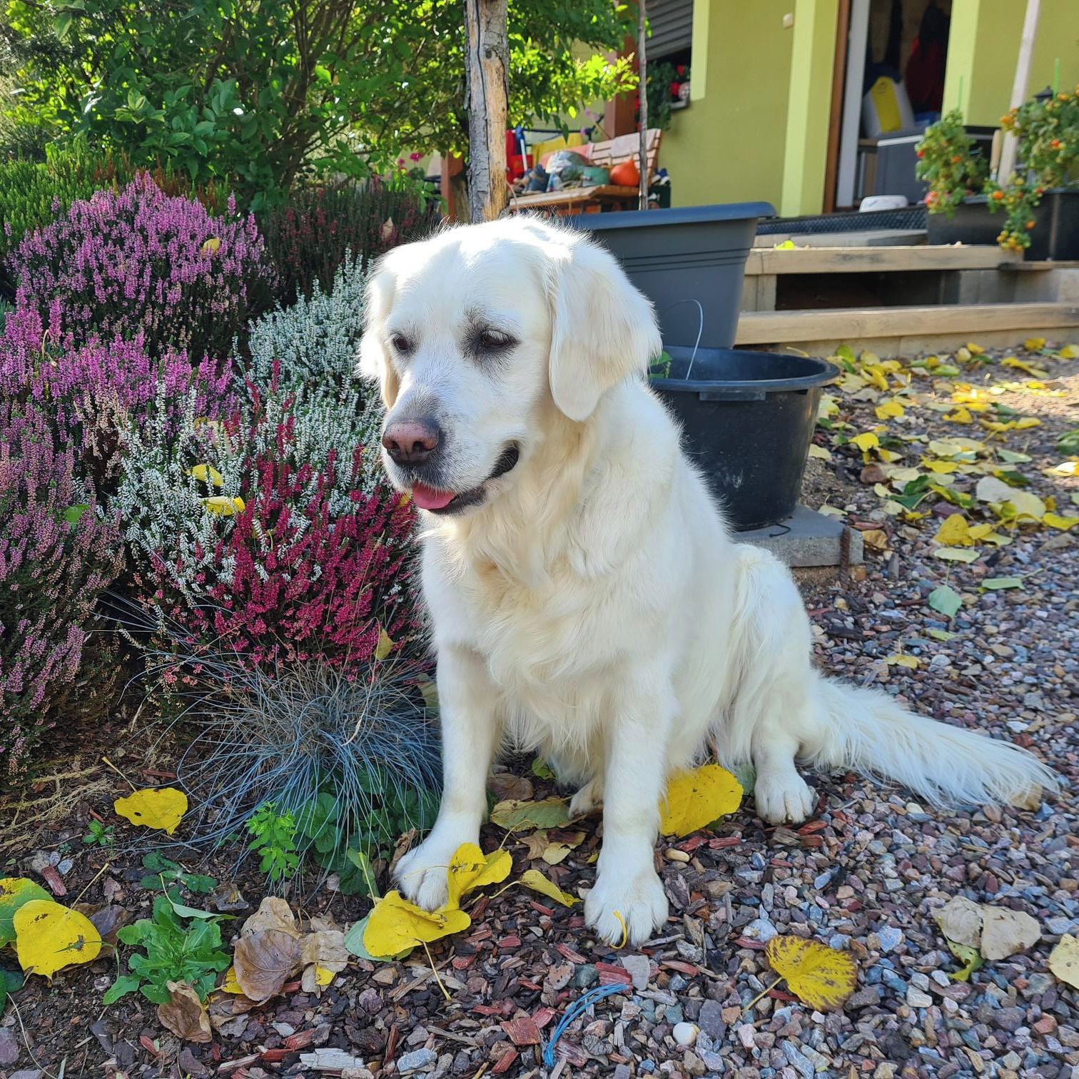 Soutěžní fotografie - Bonnie,  Zlatý retriever