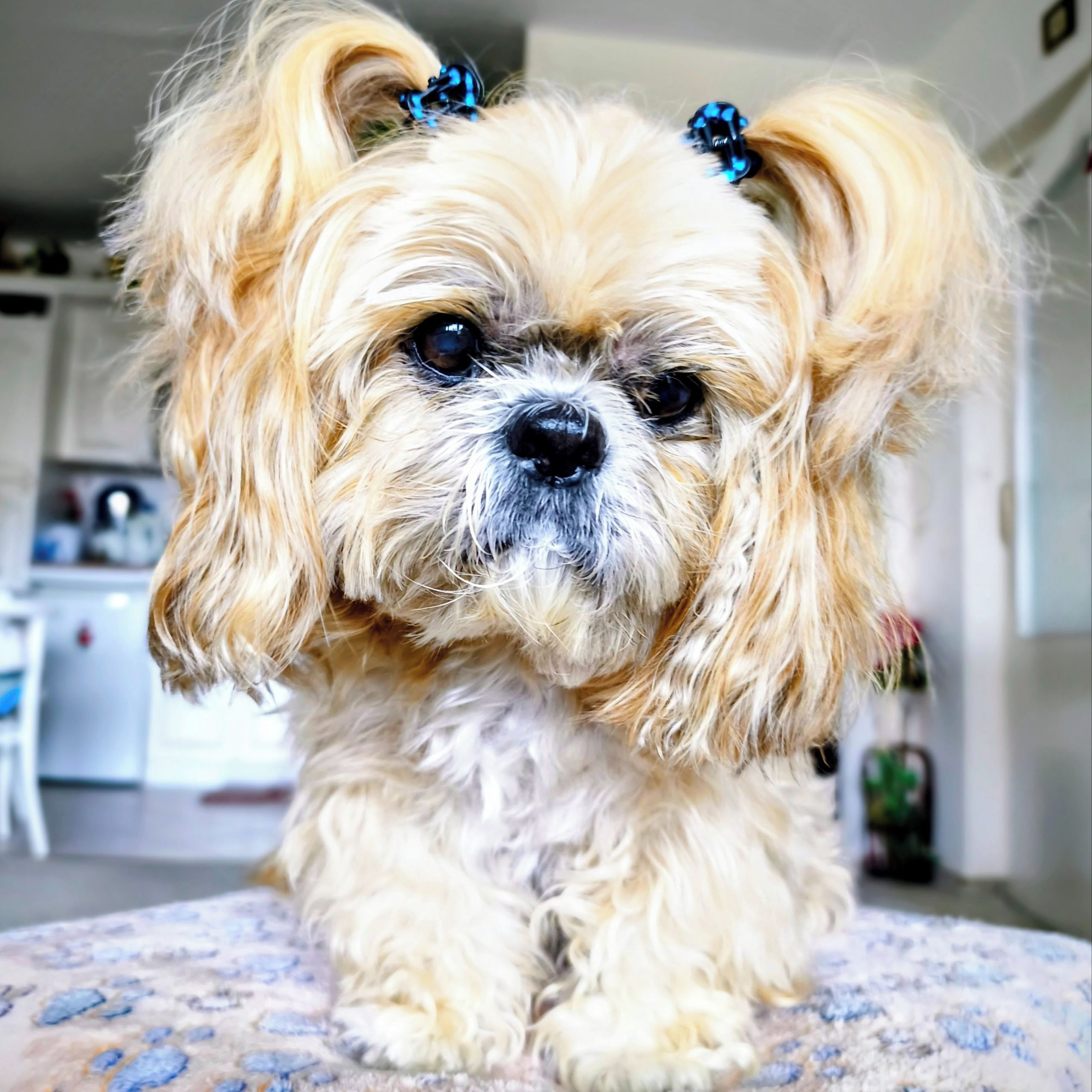 Soutěžní fotografie - Leonek,  Shih-tzu