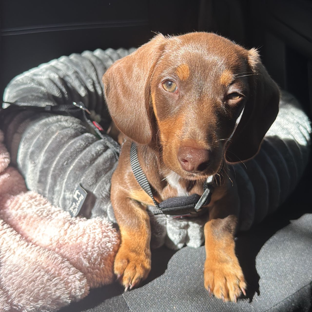 Soutěžní fotografie - Jimmy,  Jezevčík