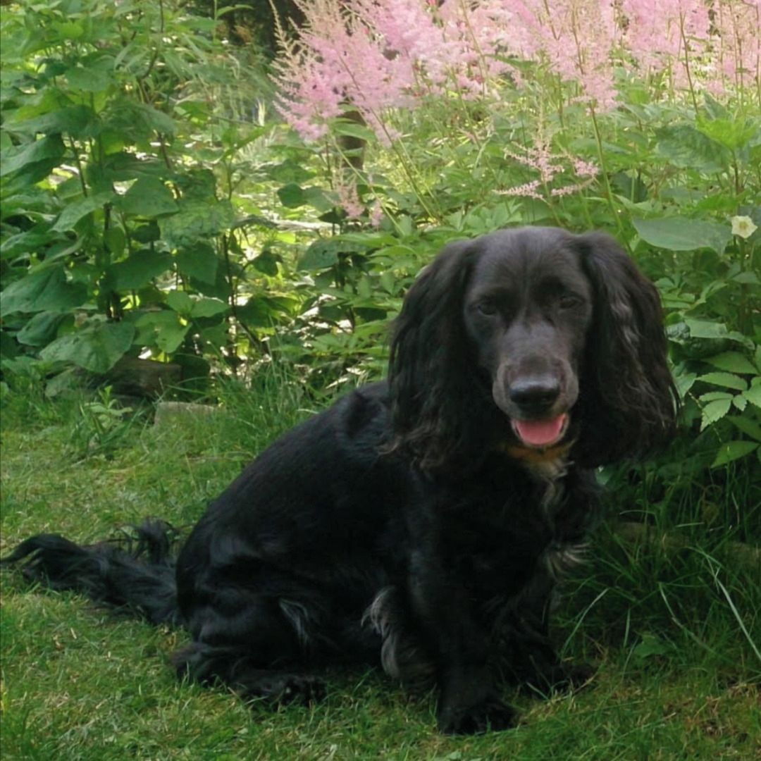 Soutěžní fotografie - REXÍK,  Ostatní