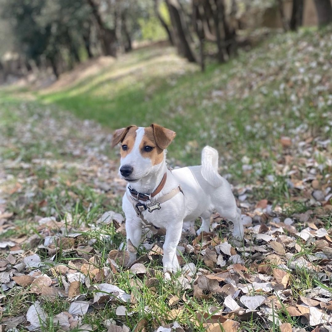 Soutěžní fotografie - Elvis,  Jack Russell Teriér