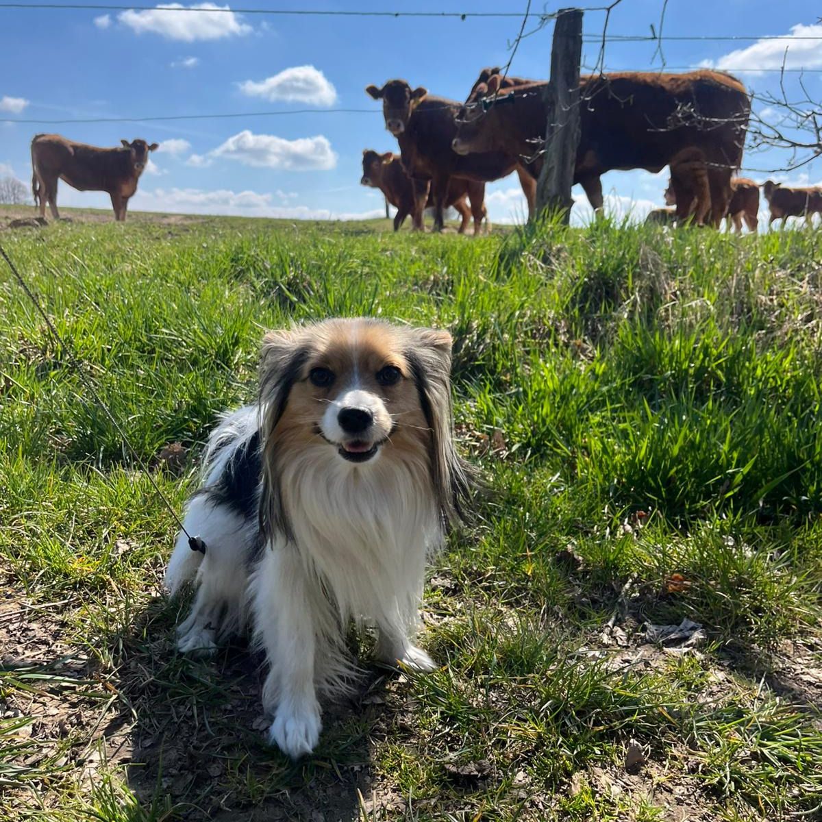 Soutěžní fotografie - Waler,  Papillon