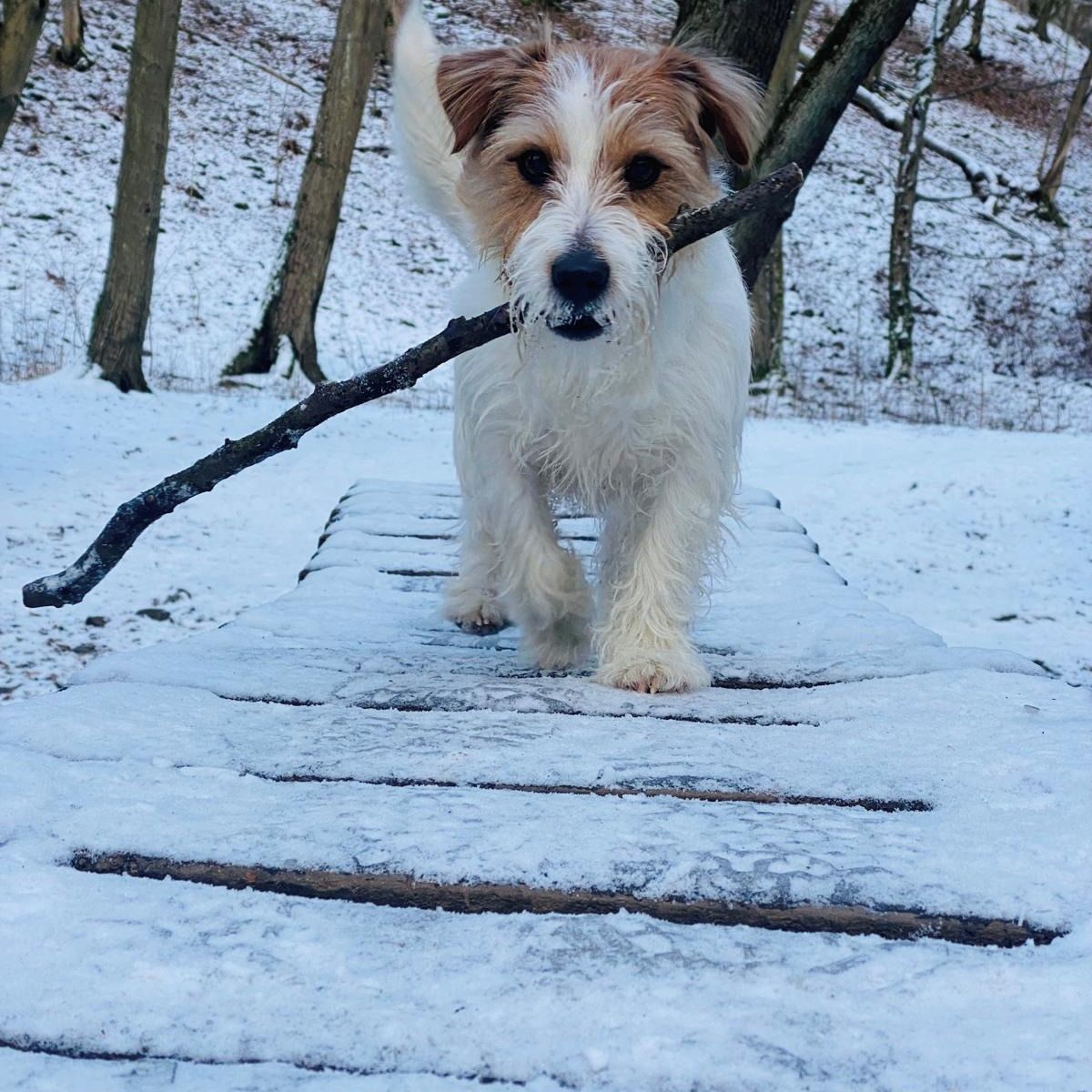 Soutěžní fotografie - Bergi,  Jack Russell Teriér