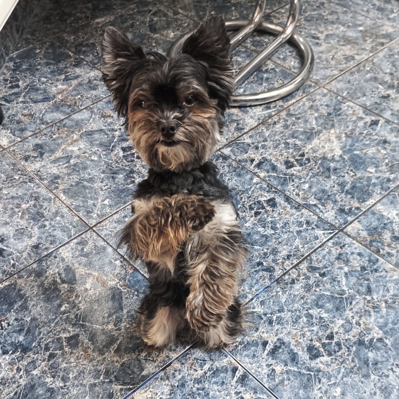 Soutěžní fotografie - Sofinka,  Yorkšírský terier