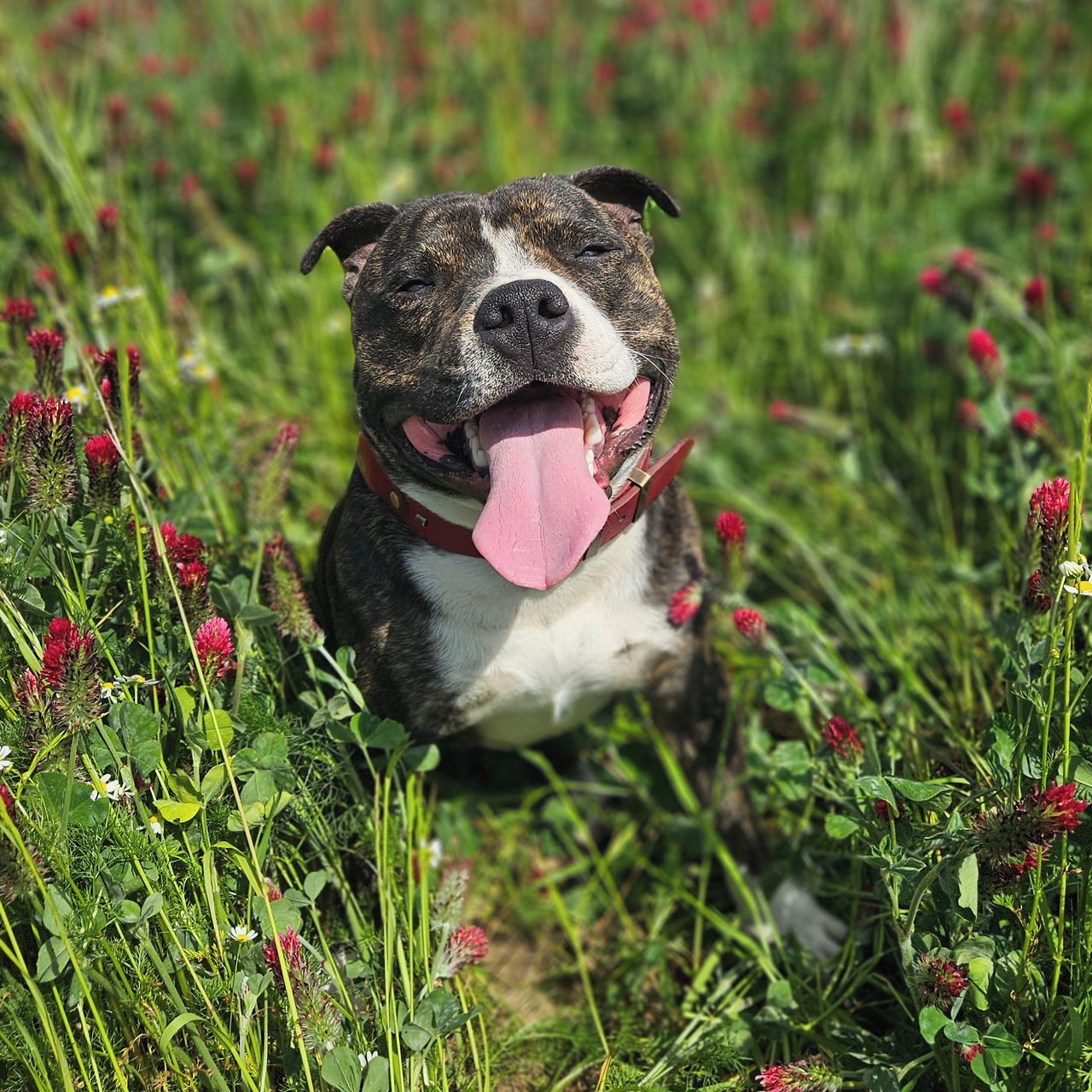 Soutěžní fotografie - Ozzy,  Stafordšírský bullterier