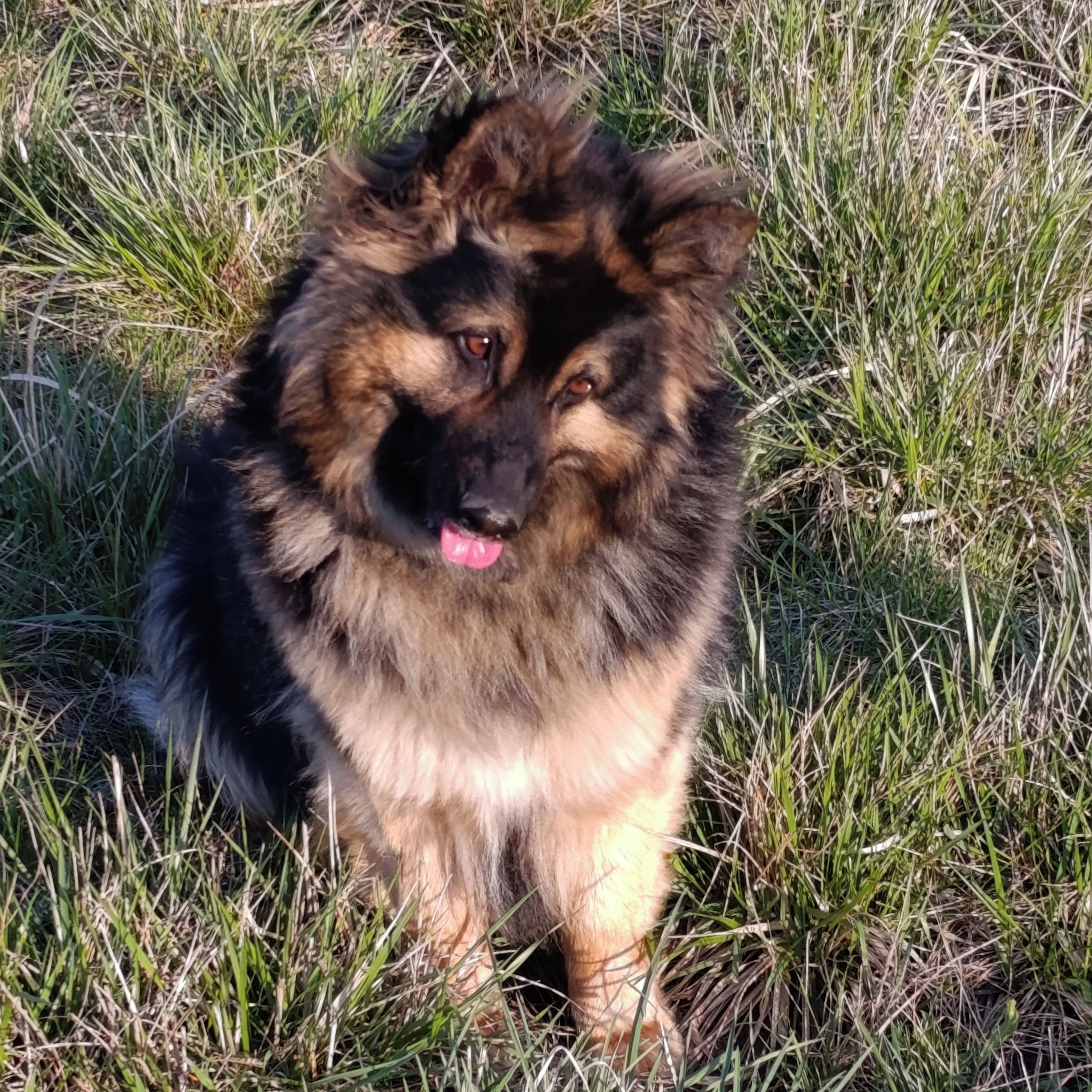 Soutěžní fotografie - Dorka,  Chorvatský ovčák