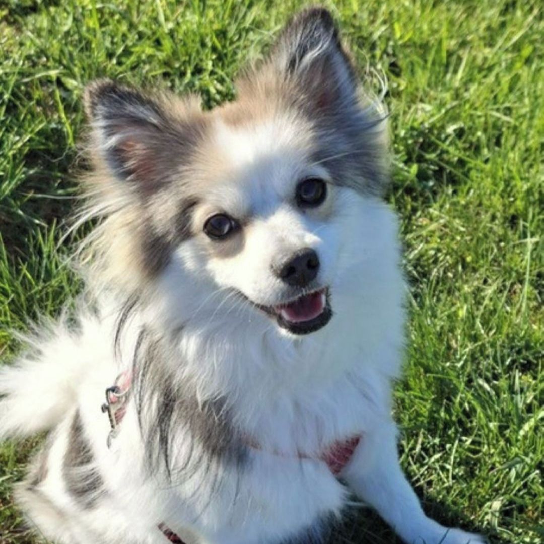 Soutěžní fotografie - Hakira,  Německý špic střední