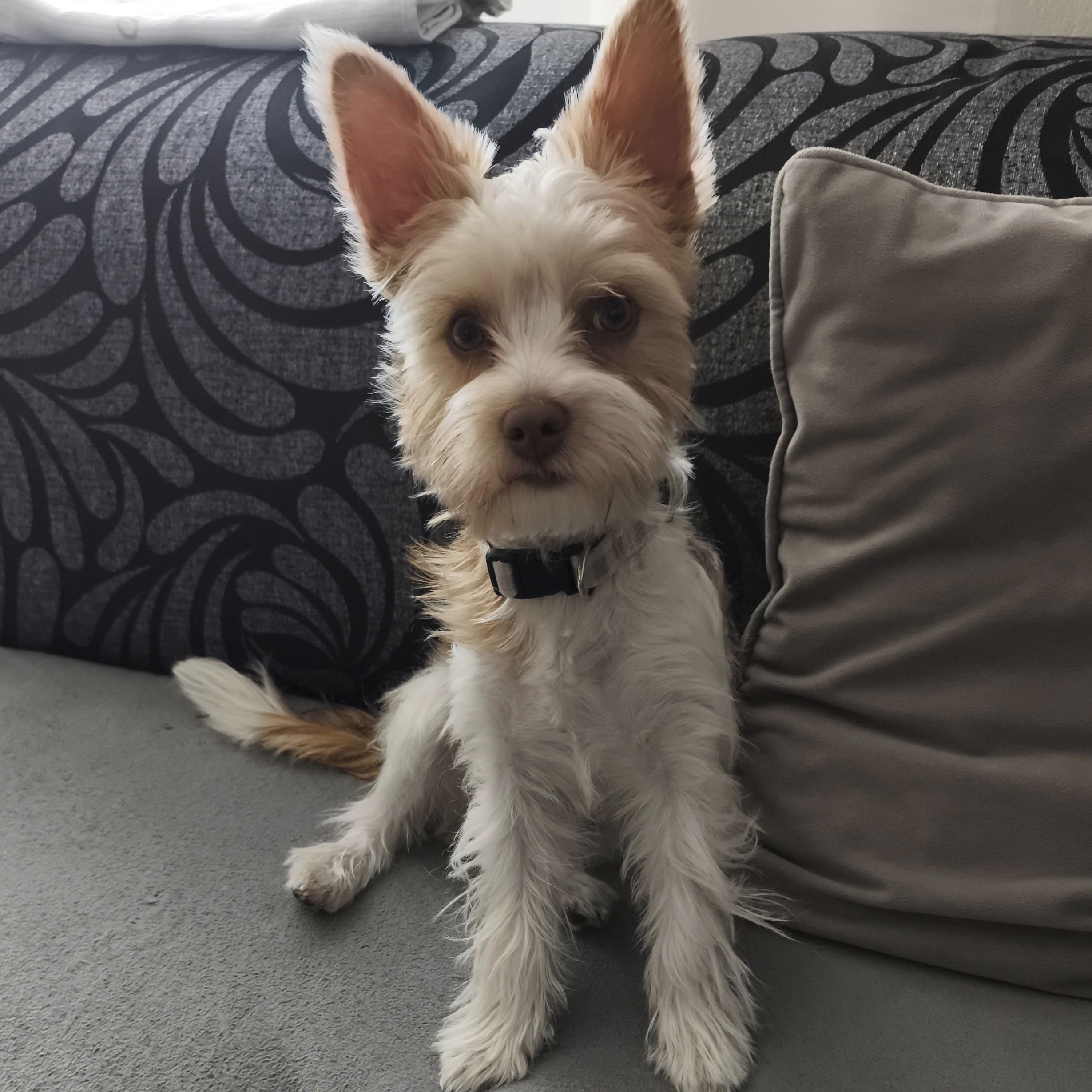 Soutěžní fotografie - Baddy,  Yorkšírský terier