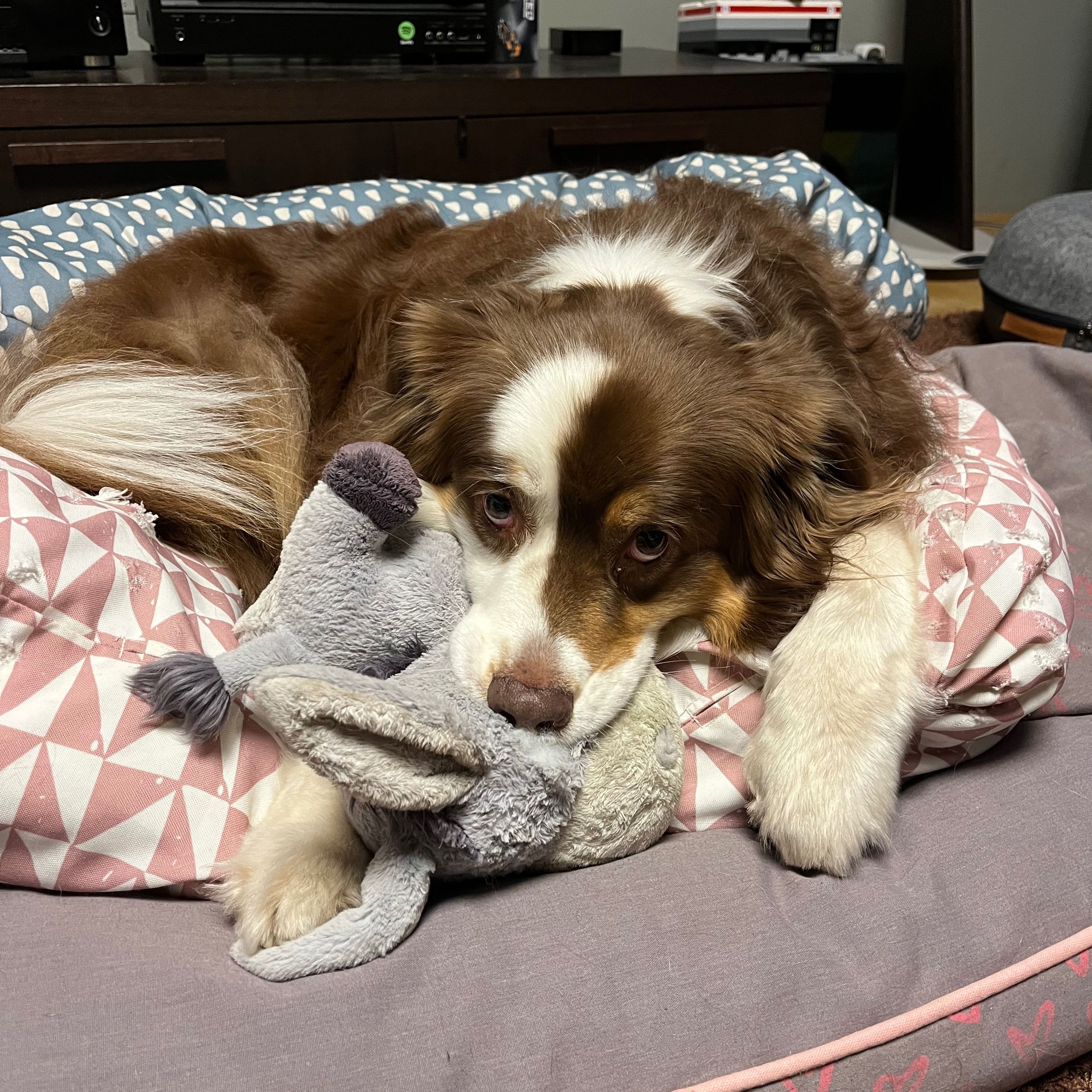 Soutěžní fotografie - Daenerys,  Australský ovčák