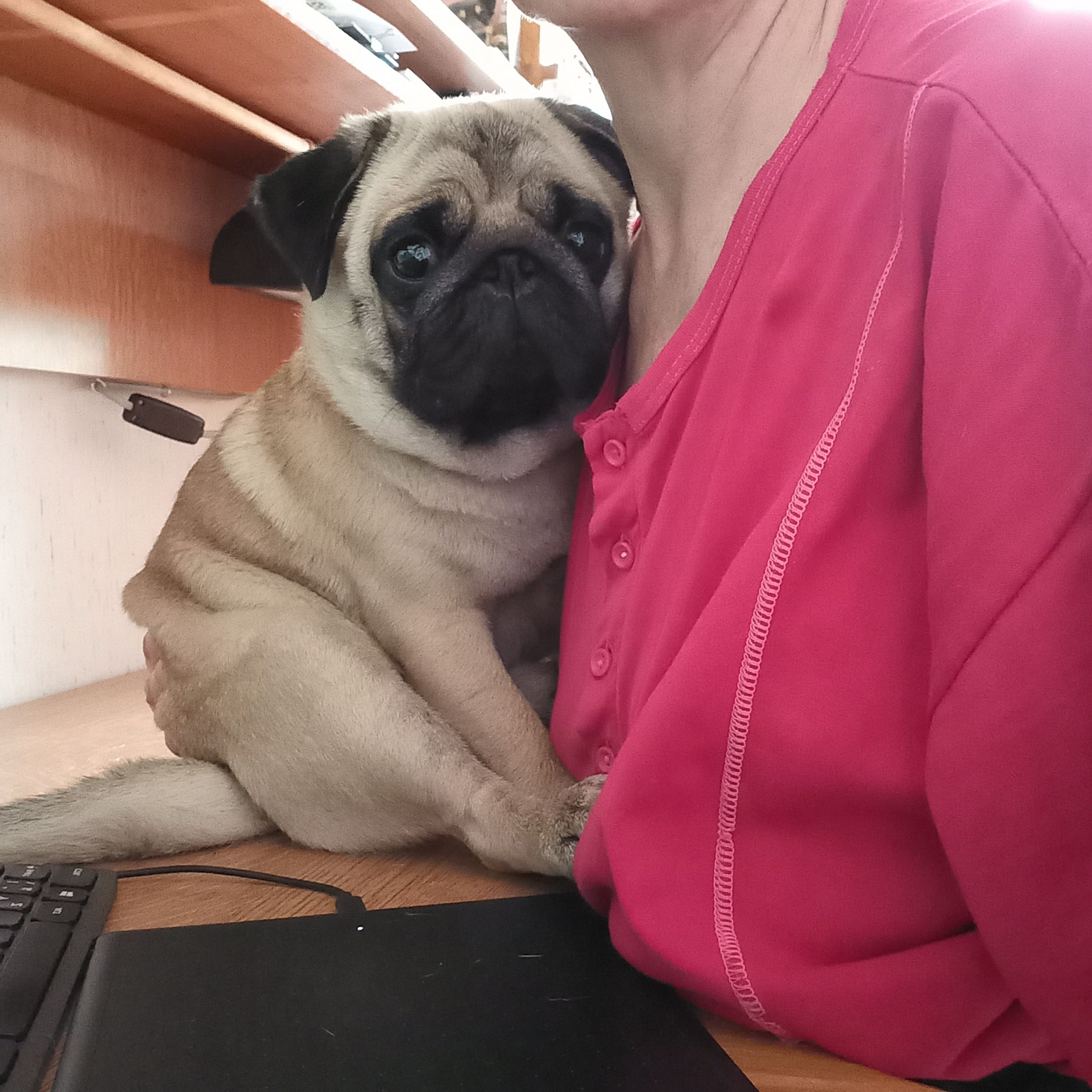 Soutěžní fotografie - Josífek,  Mops