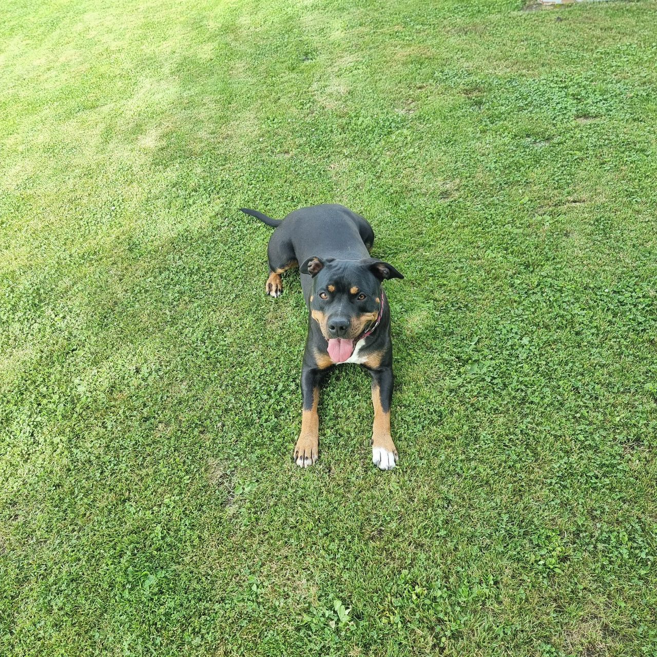 Soutěžní fotografie - Viktorie,  Americký stafordširský terier