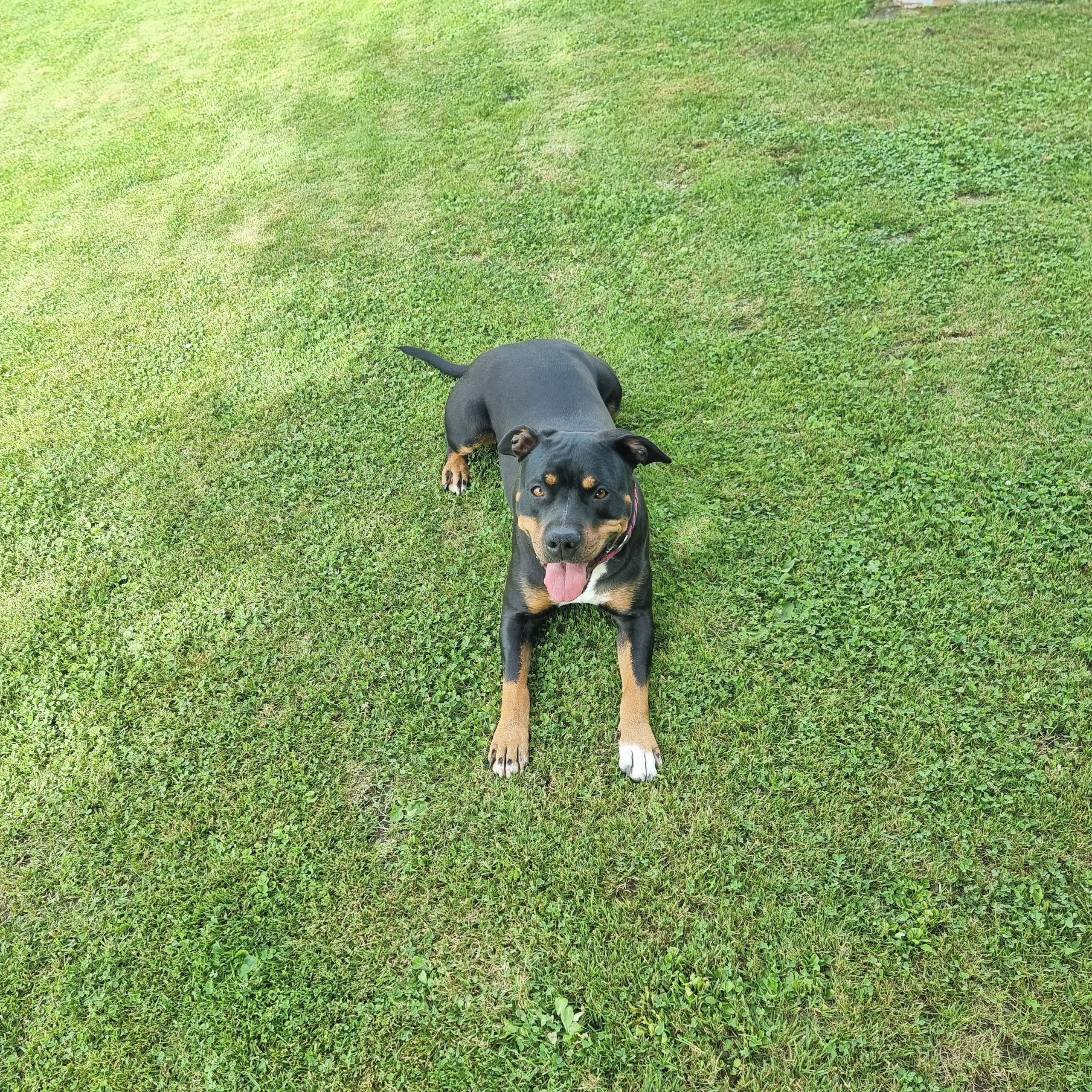 Soutěžní fotografie - Viktorie,  Americký stafordširský terier