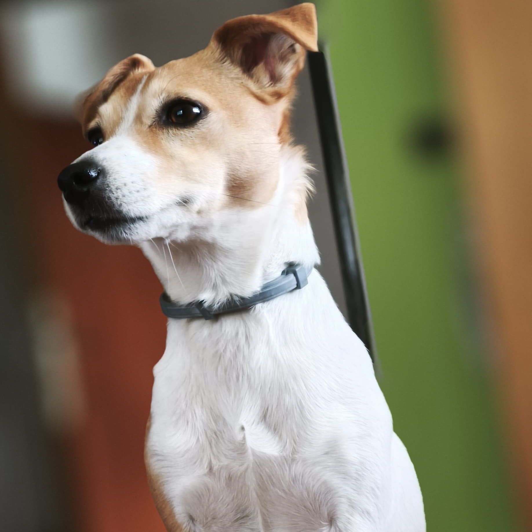 Soutěžní fotografie - Daisy,  Jack Russell Teriér