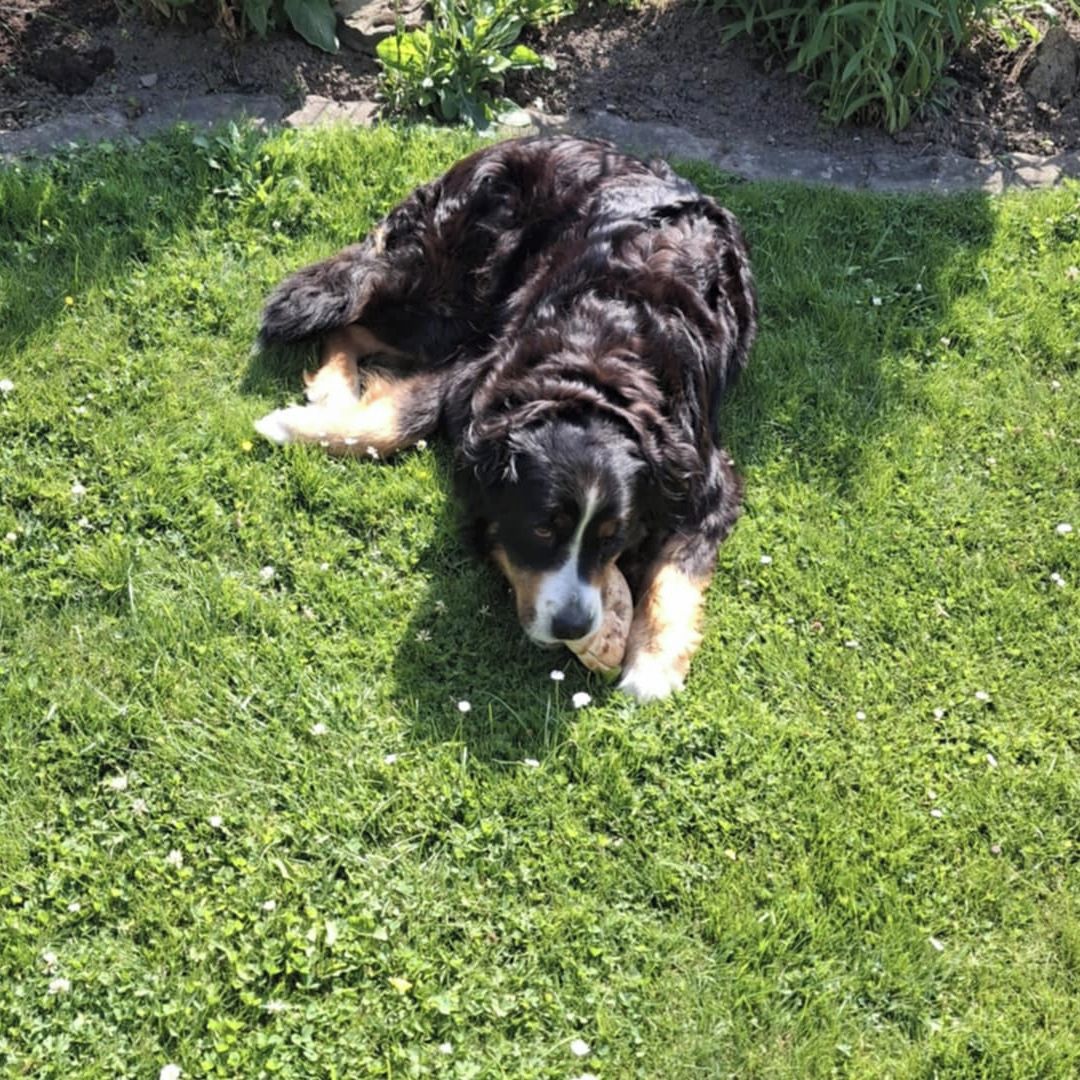 Soutěžní fotografie - Fanny,  Bernský salašnický pes