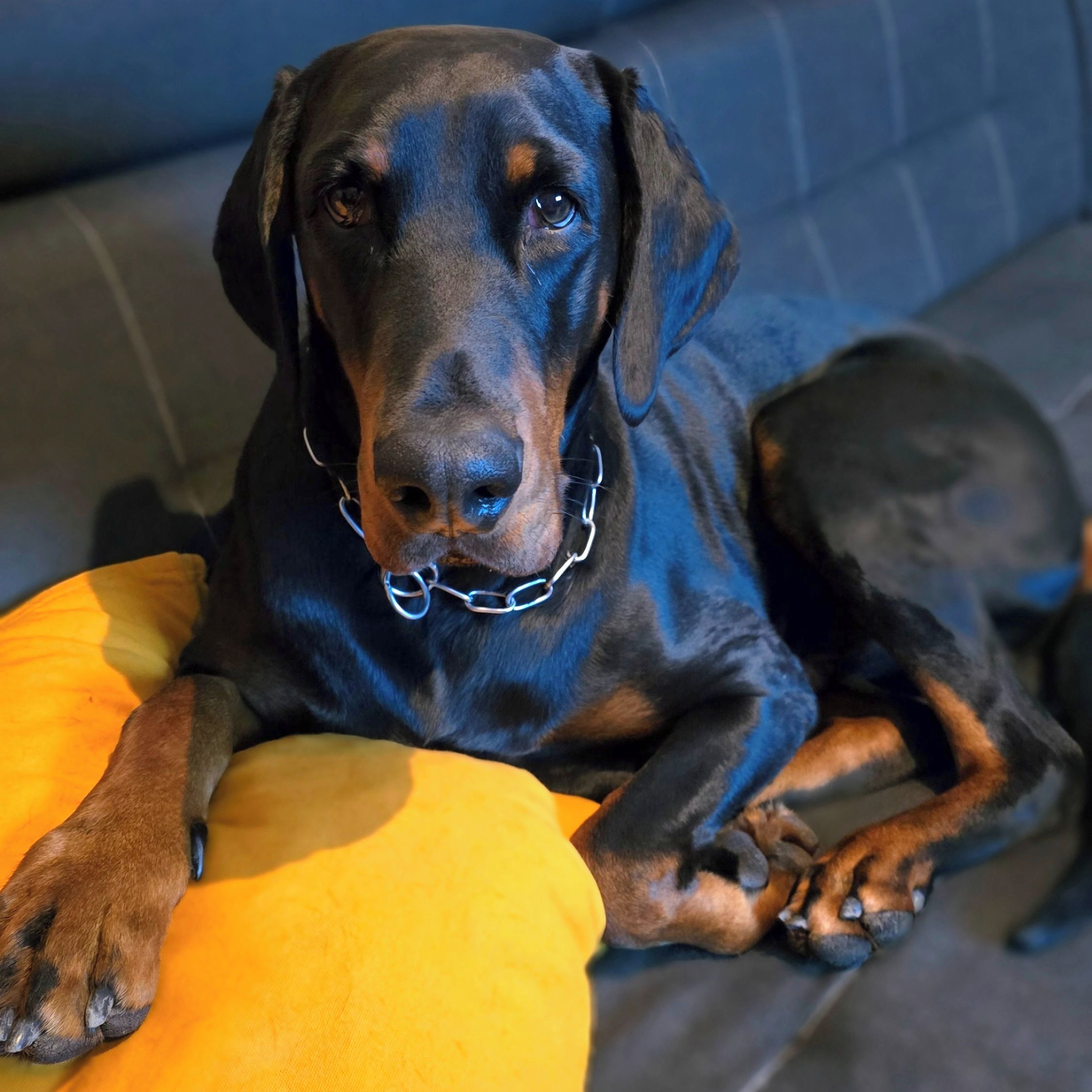 Soutěžní fotografie - Jasper,  Dobrman