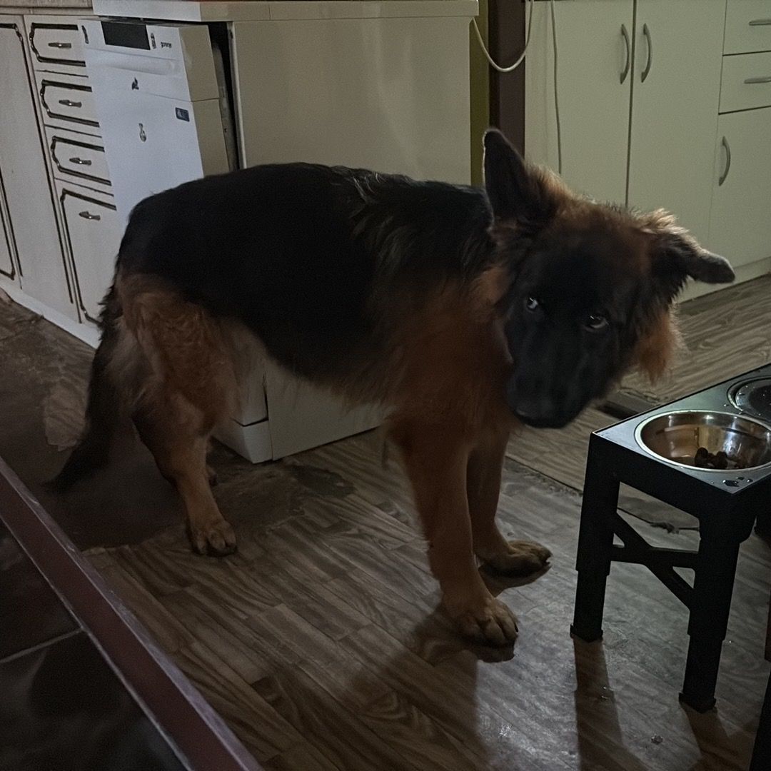 Soutěžní fotografie - Bella,  Německý ovčák