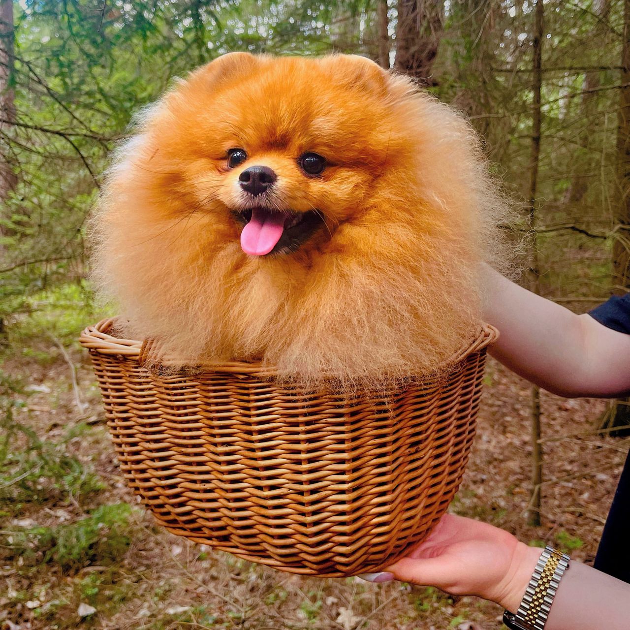 Soutěžní fotografie - Bentley,  Německý špic trpasličí