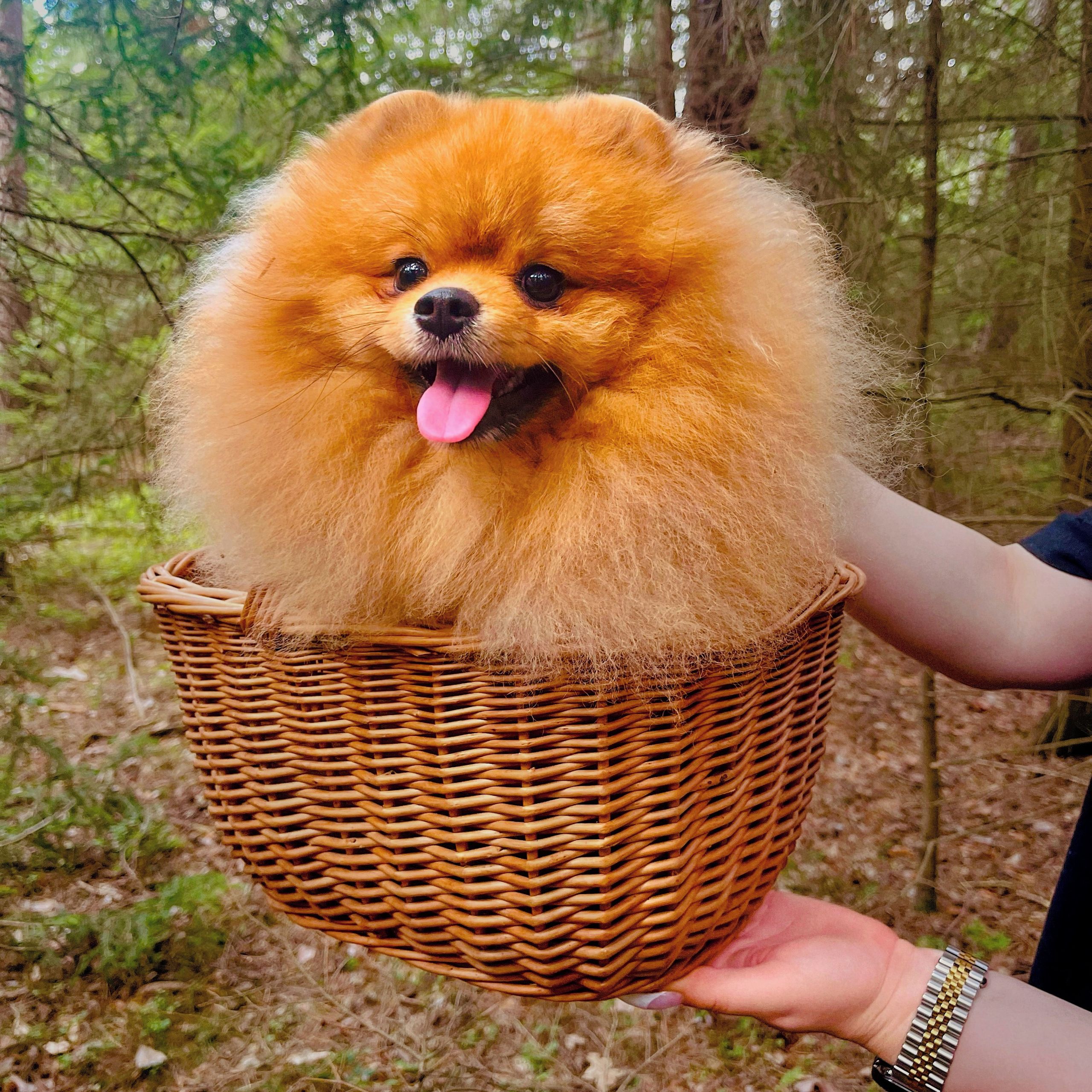 Soutěžní fotografie - Bentley,  Německý špic trpasličí