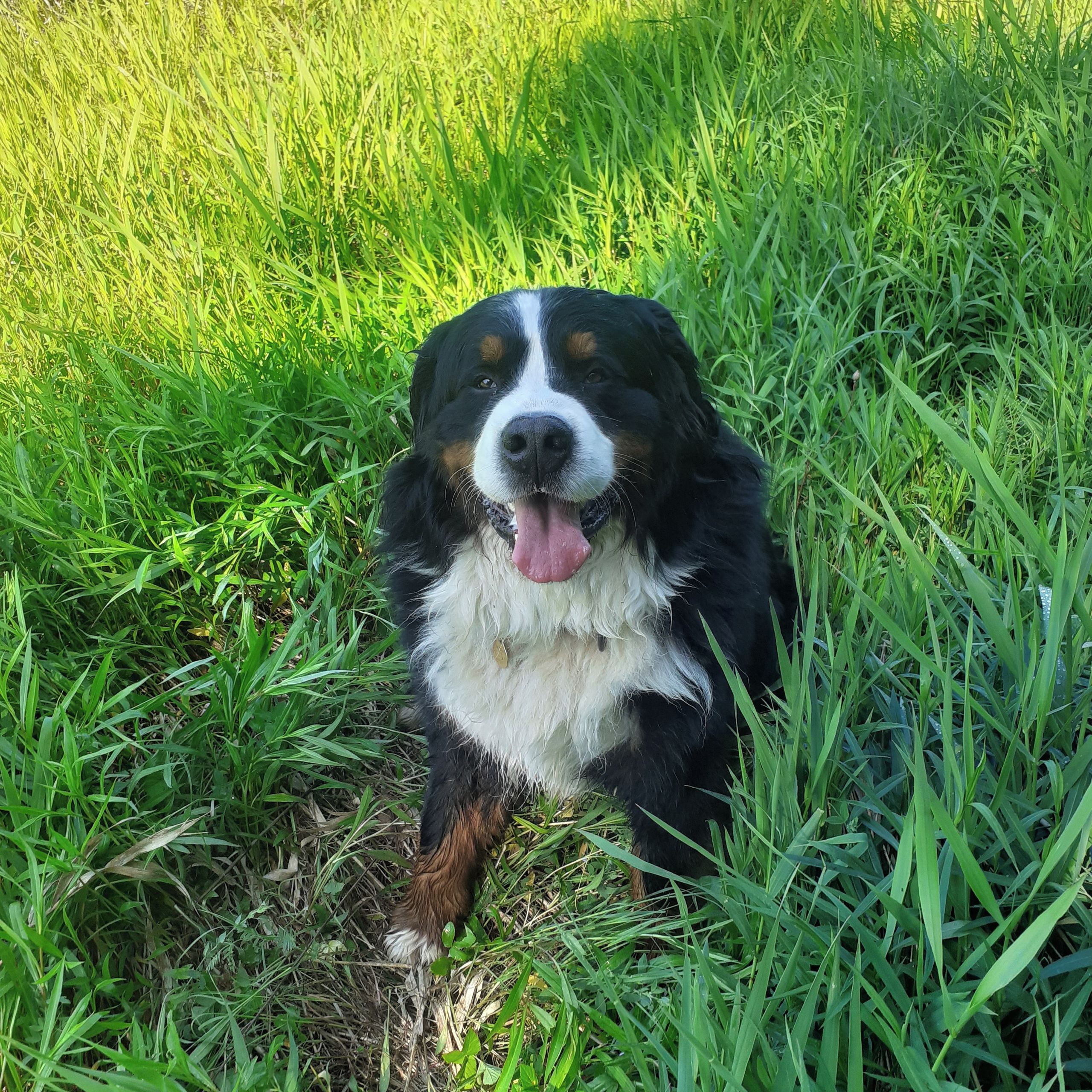 Soutěžní fotografie - Boni,  Bernský salašnický pes