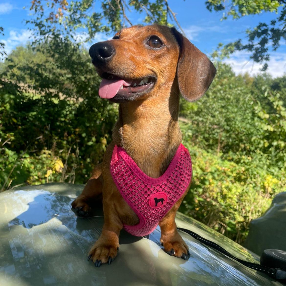 Soutěžní fotografie - Ellie,  Jezevčík