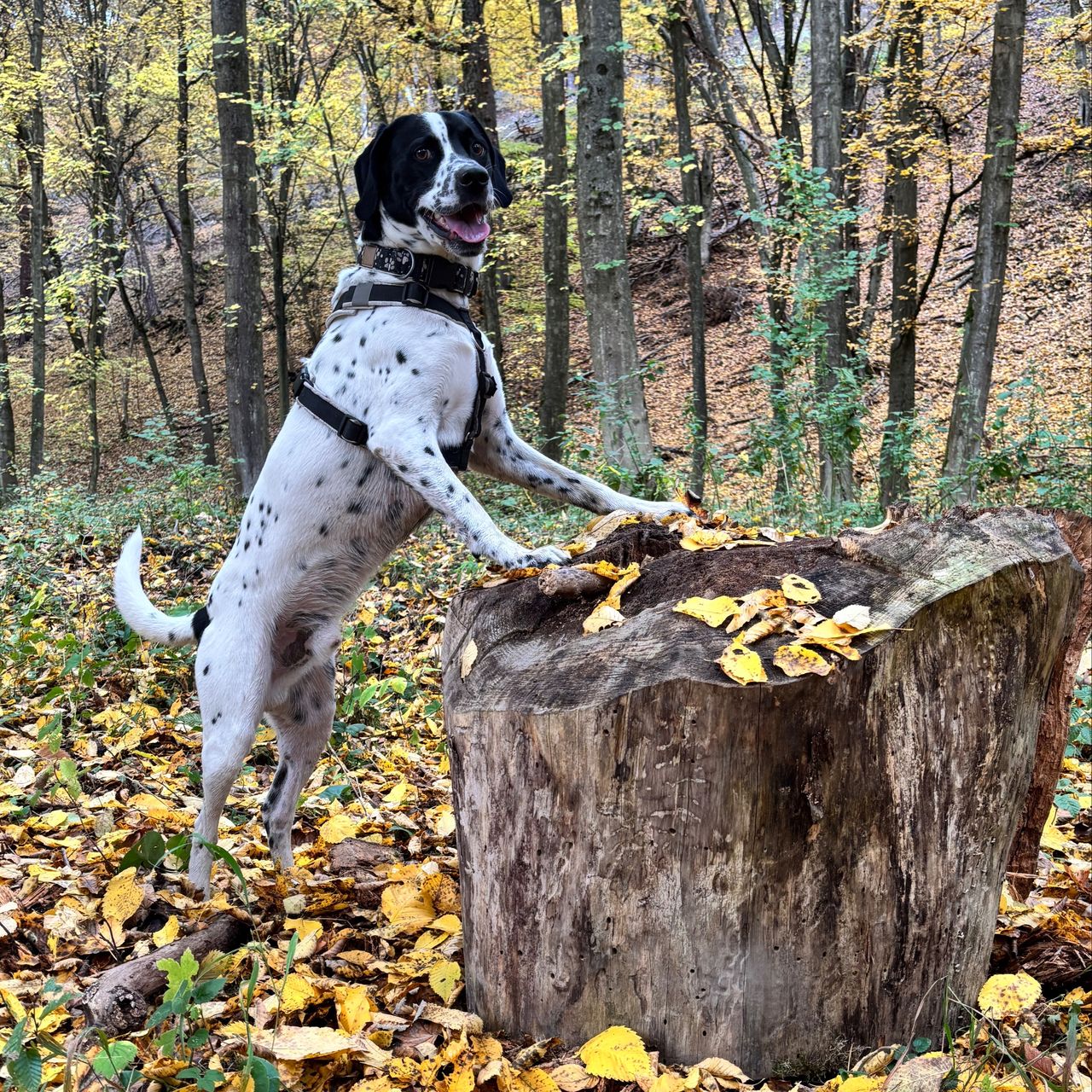 Soutěžní fotografie - Max,  Ostatní