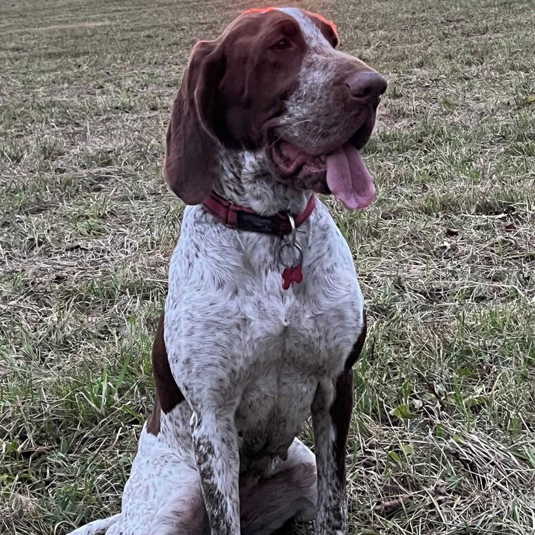 Soutěžní fotografie - Ozi,  Italský ohař