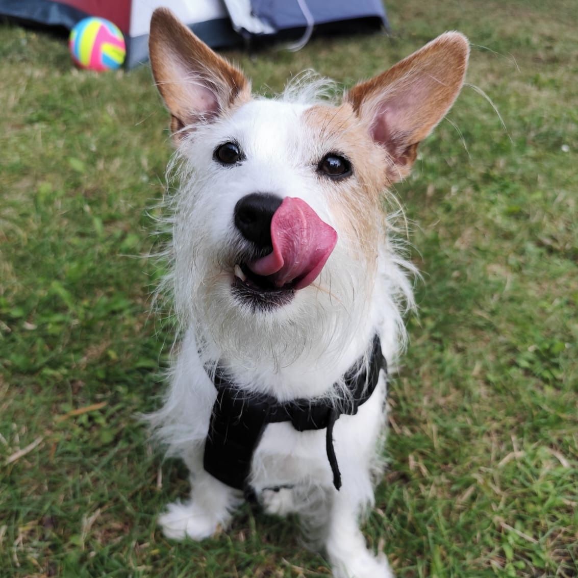 Soutěžní fotografie - Bettynka,  Jack Russell Teriér