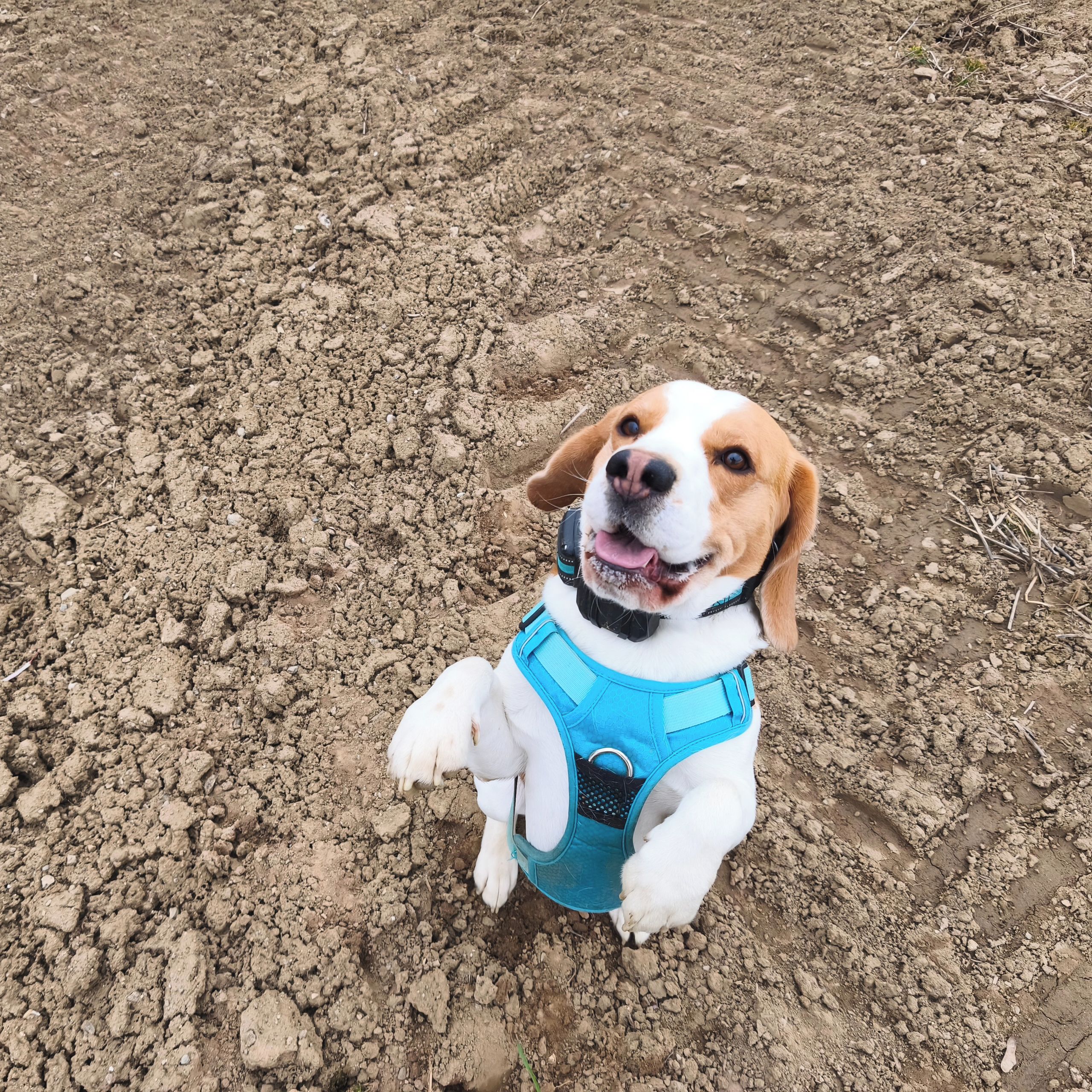 Soutěžní fotografie - Scotty,  Beagle