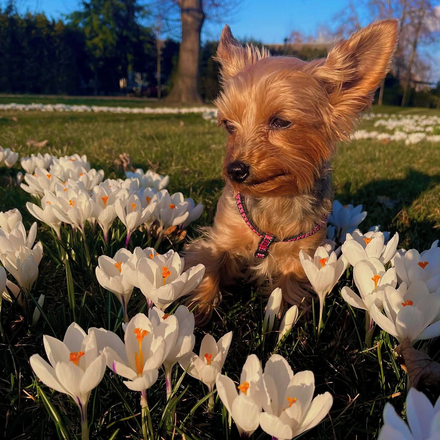 Soutěžní fotografie - Lily,  Yorkšírský terier