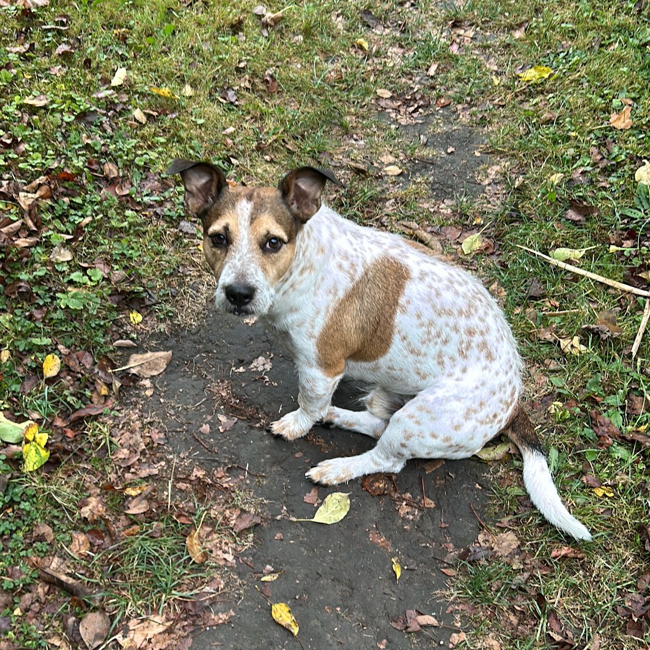 Soutěžní fotografie - Charlie,  Jack Russell Teriér