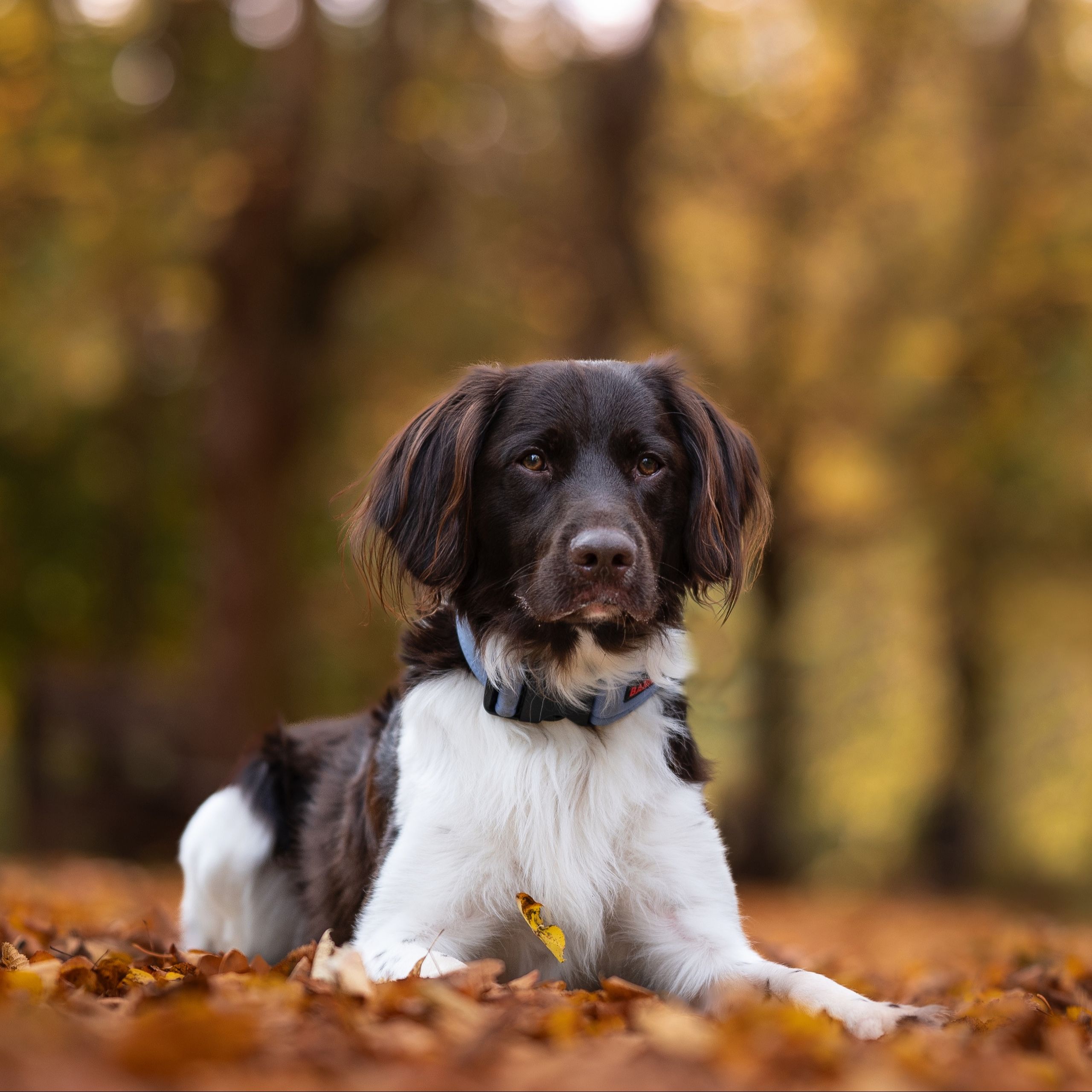 Soutěžní fotografie - Baddy,  Malý münsterlandský ohař