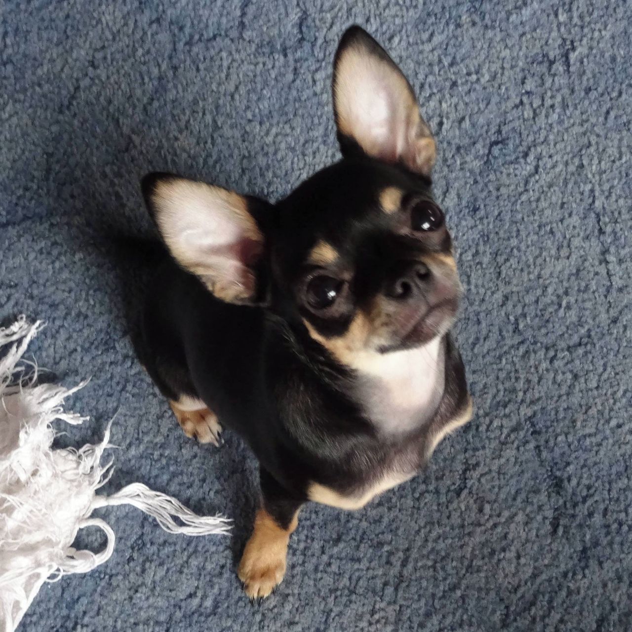 Soutěžní fotografie - Chico,  Čivava krátkosrstá