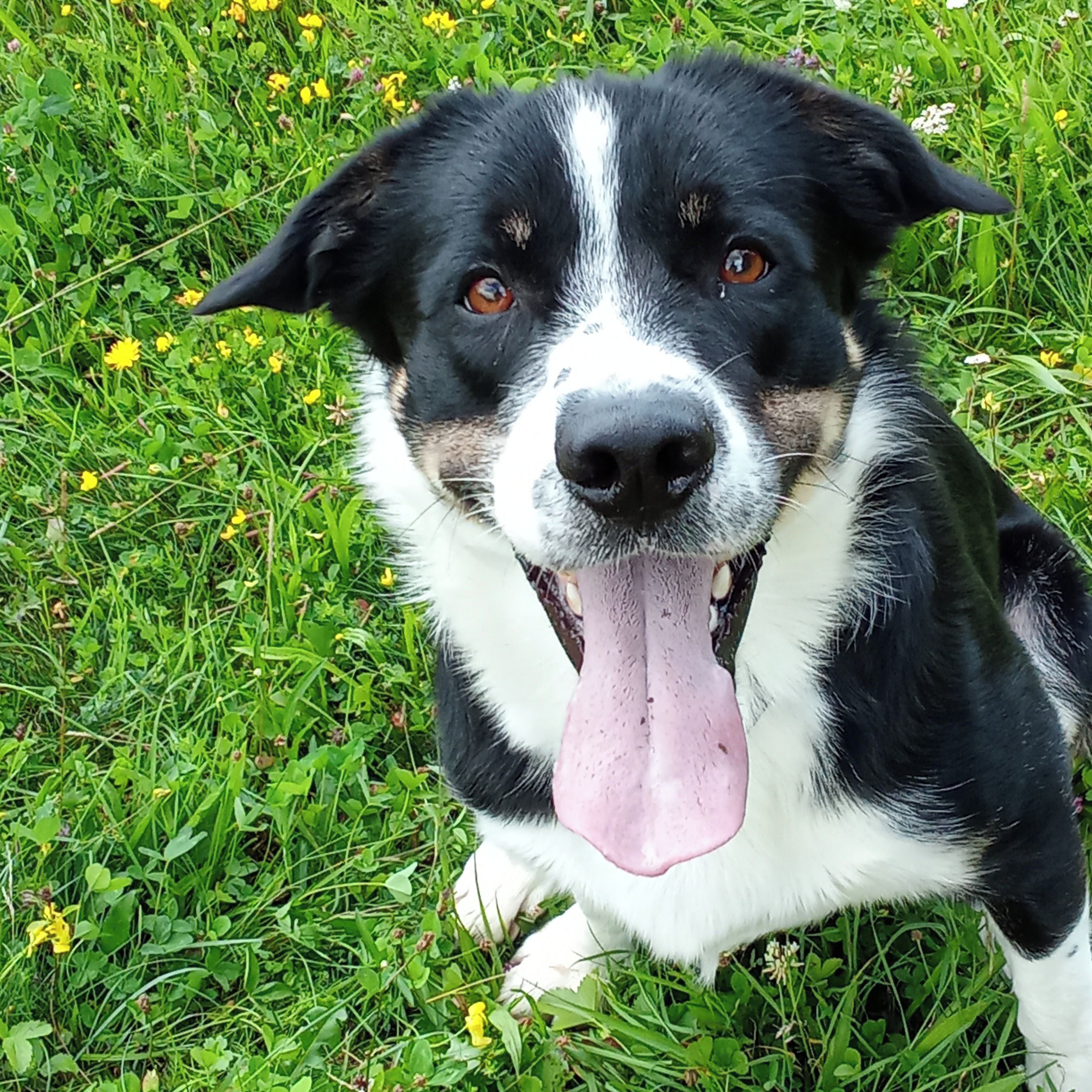 Soutěžní fotografie - Merlin,  Ostatní