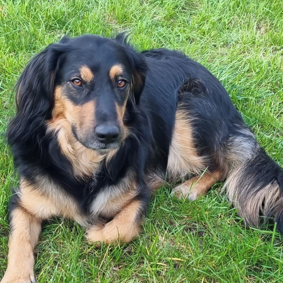 Soutěžní fotografie - Čárlý,  Hovawart