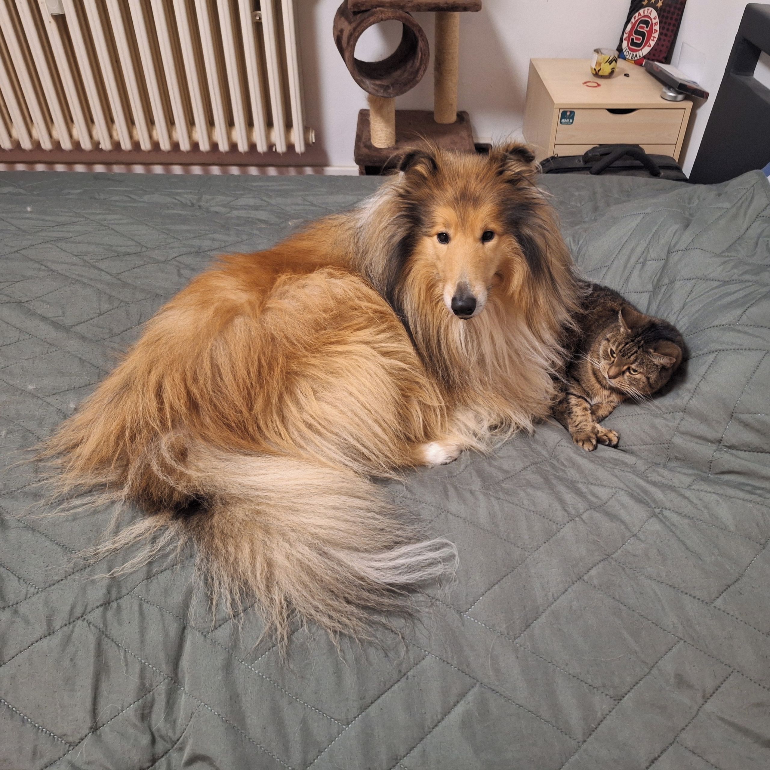 Soutěžní fotografie - Cedric Srdce smečky,  Kolie dlouhosrstá