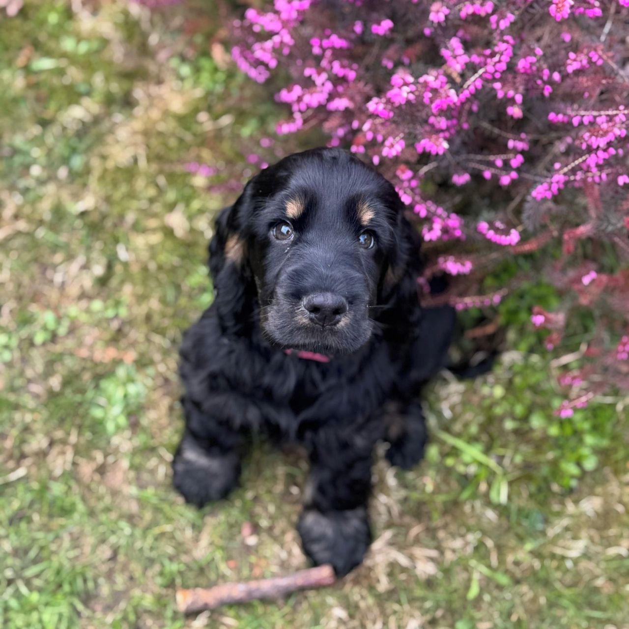 Soutěžní fotografie - Vivinka,  Anglický kokršpaněl