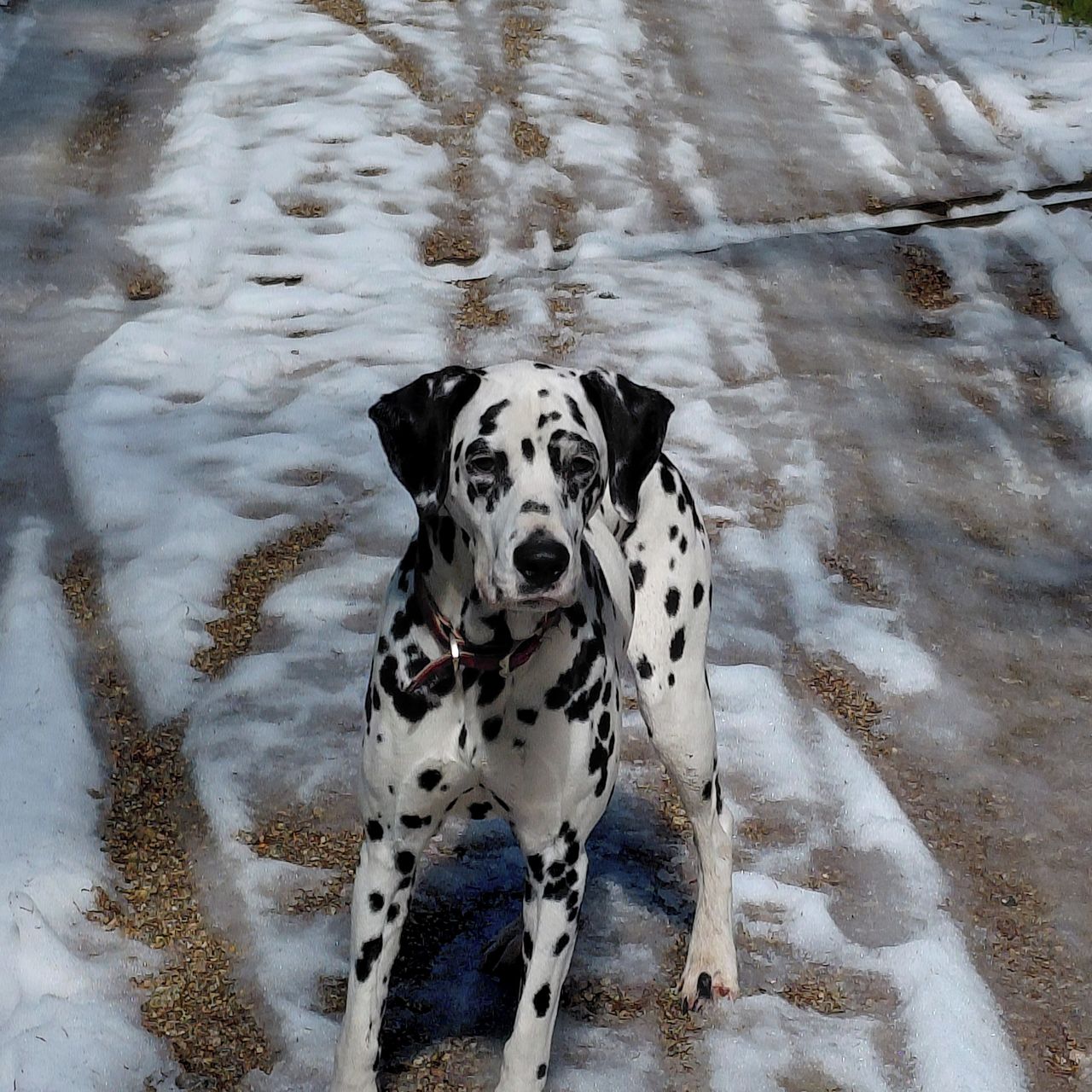 Soutěžní fotografie - Buggi,  Dalmatin