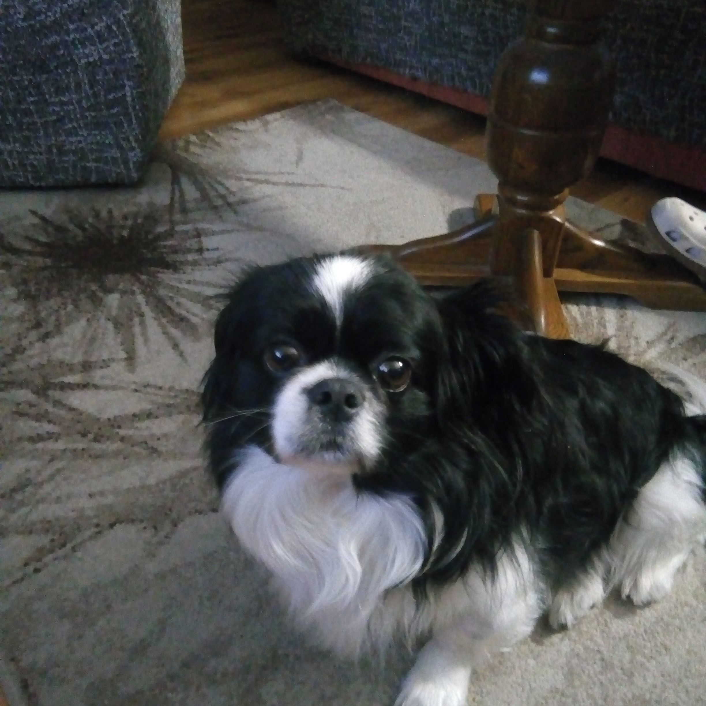 Soutěžní fotografie - Kuba,  Tibetský španěl