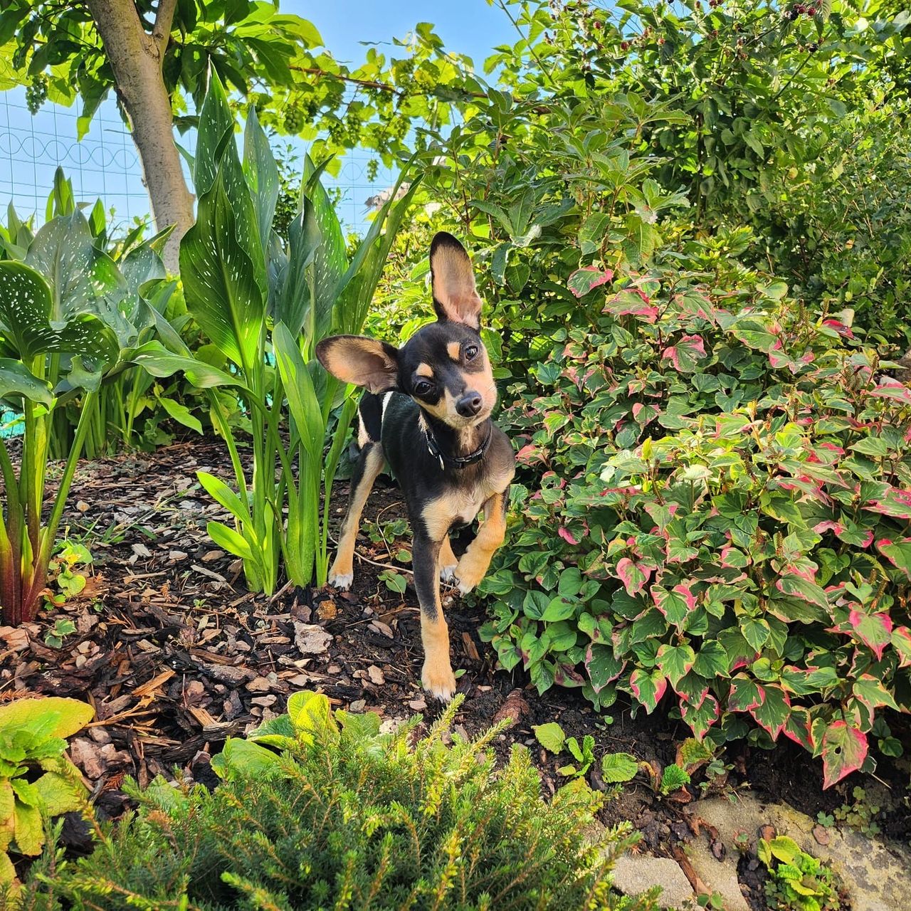 Soutěžní fotografie - Bailey,  Ostatní