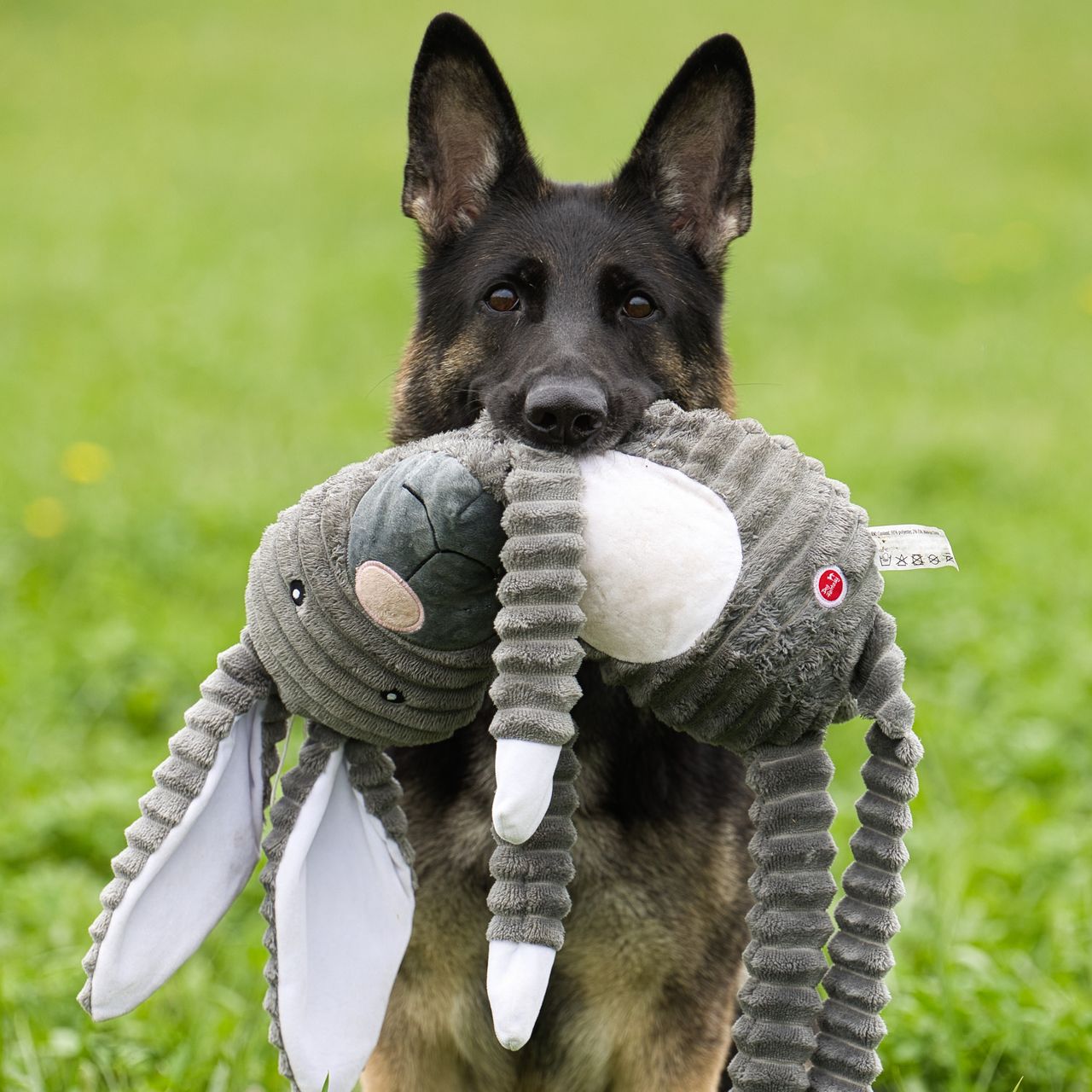 Soutěžní fotografie - Madla,  Německý ovčák